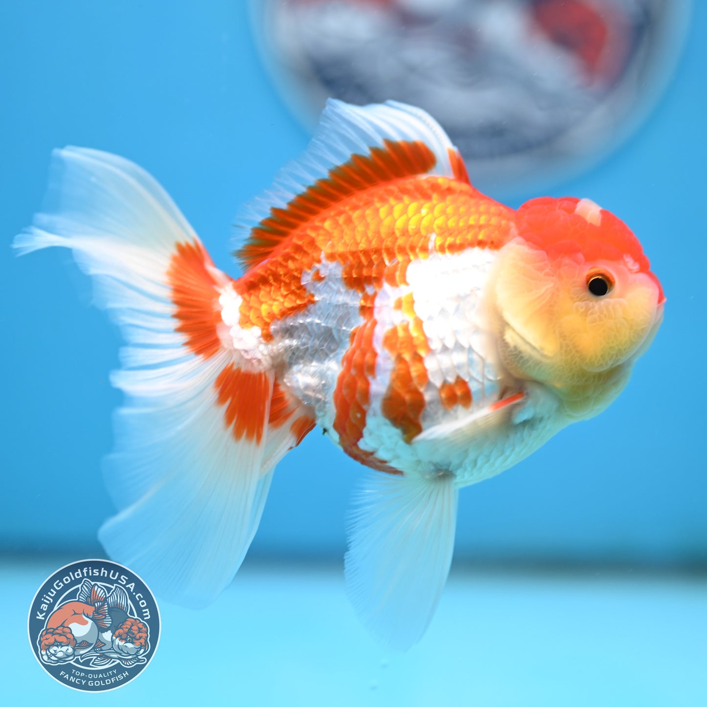 Jade Seal Red White Rose Tail Oranda 4 inches Body - Female (250418_OR18)