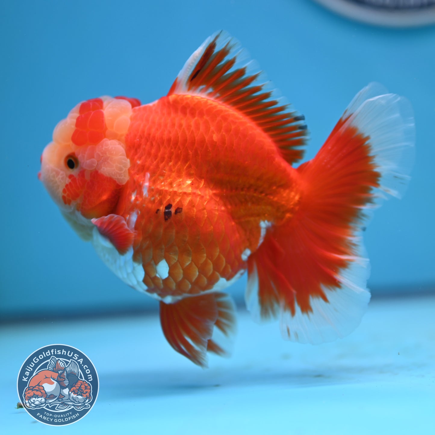 Jade Head Red White Rose Tail Oranda 4 inches Body (250502_OR18)