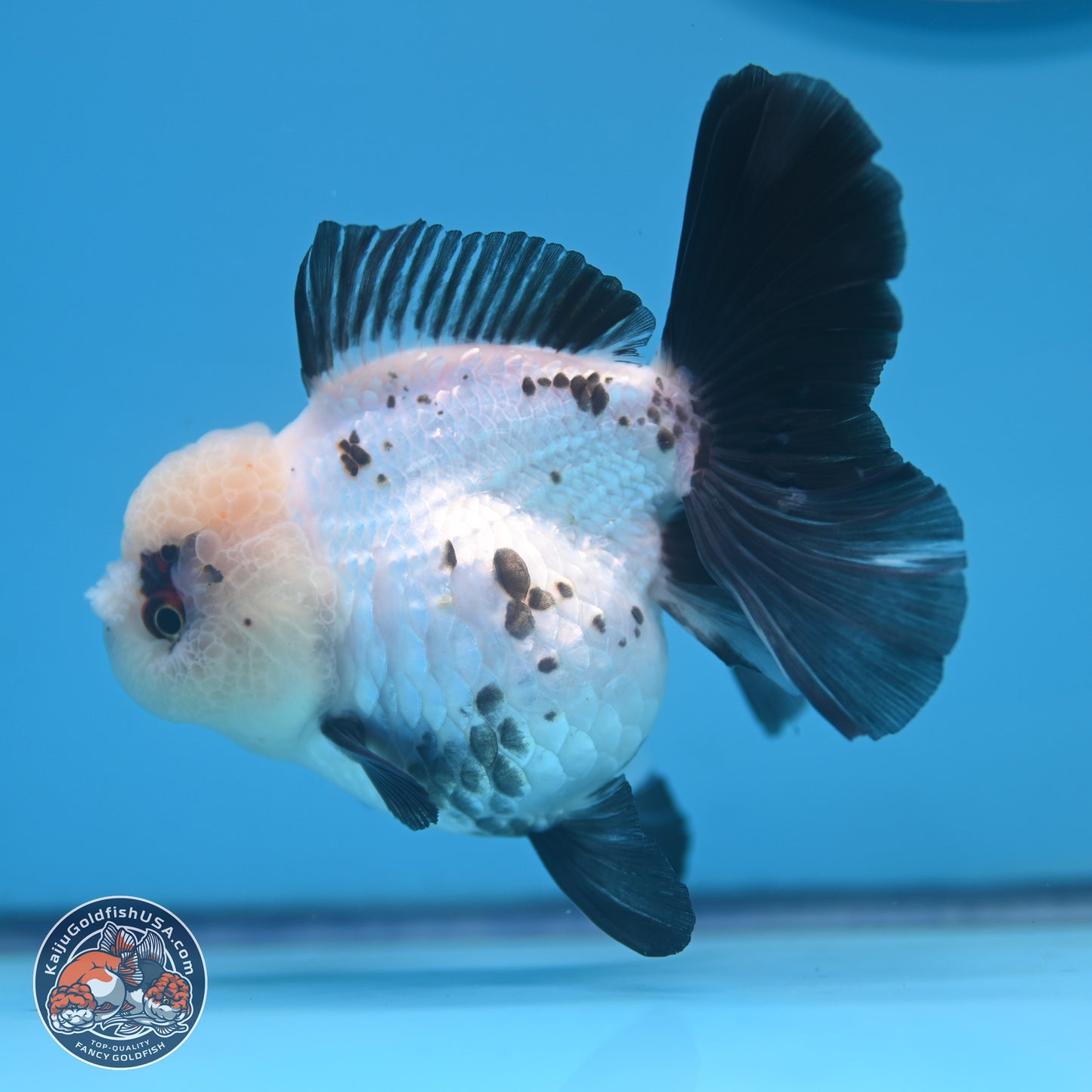 Panda Rose Tail Oranda 4.5 inches - Female (241122_OR18) - Kaiju Goldfish USA