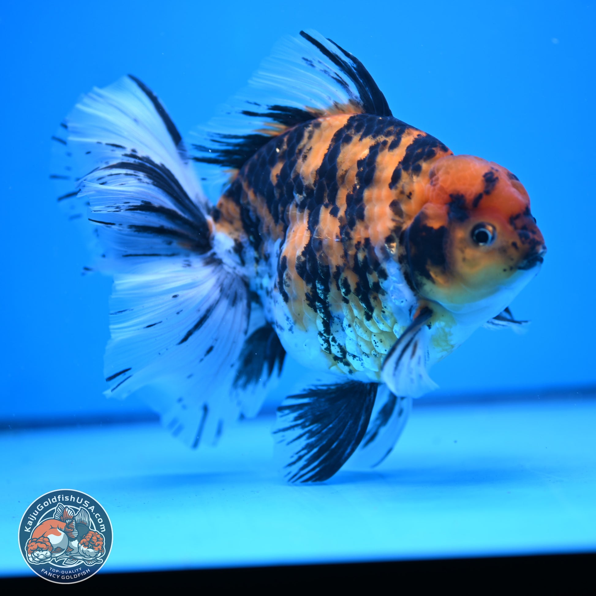 Super Jumbo Shogun Tricolor Tiger Rose Tail Oranda 7.5 inches - Female (241115_OR18) - Kaiju Goldfish USA