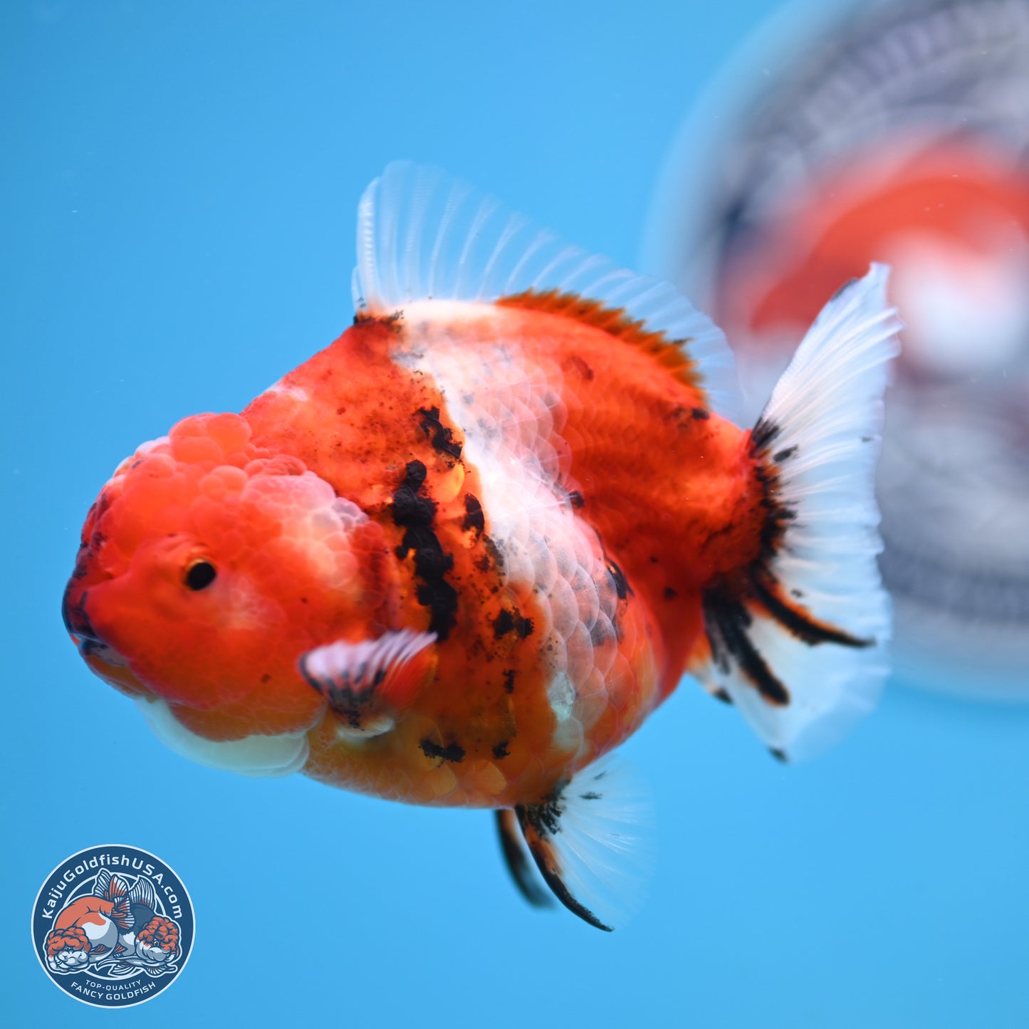 Shogun Tricolor Sakura Oranda 3.5 inches Body - Female(250131_OR18)