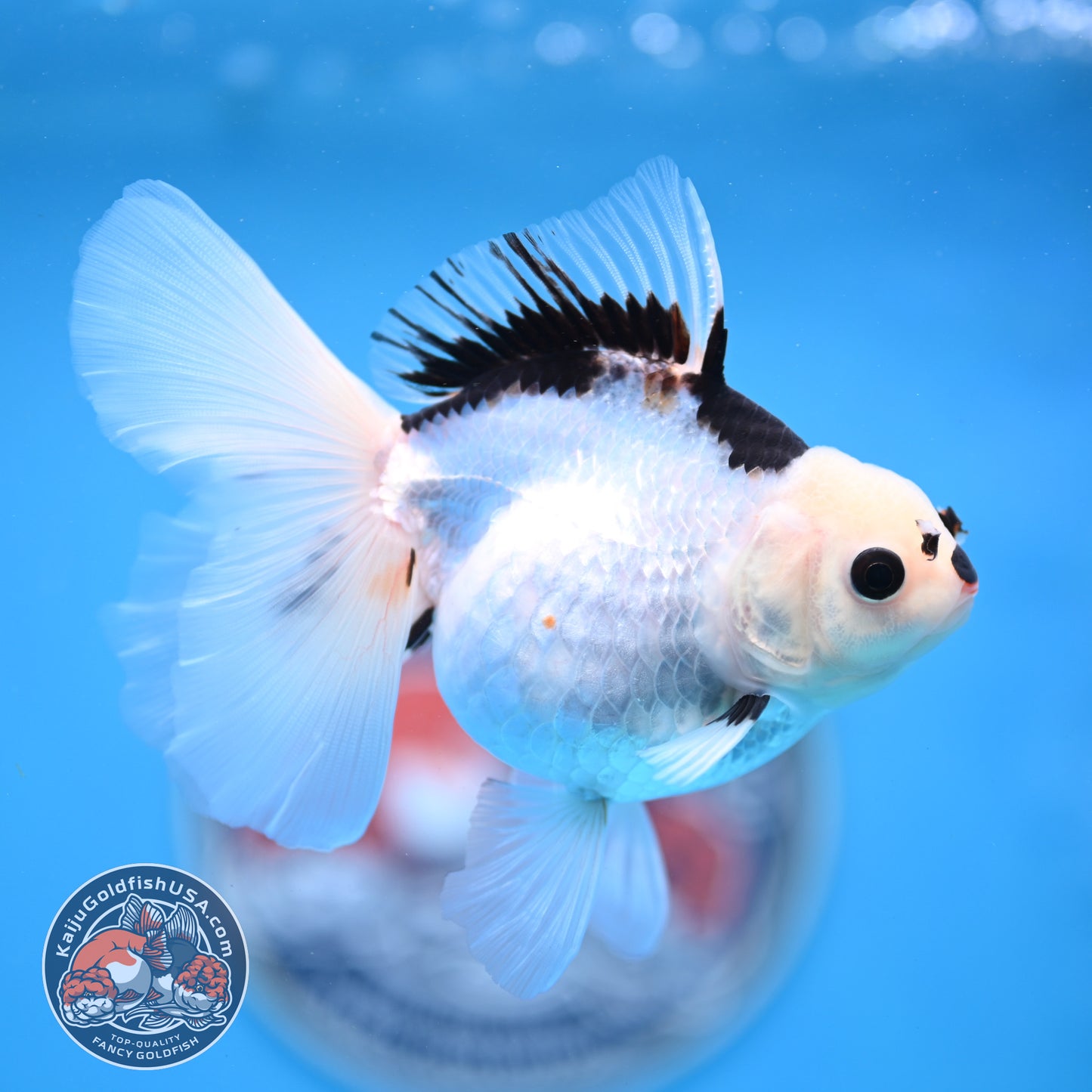 Panda Oranda 3.5 inches Body (250530_OR18)