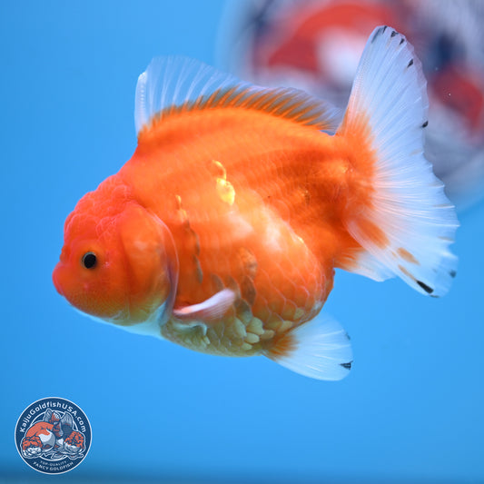 Shogun Sakura Oranda 3.75 inches Body - Female (250207_OR18)