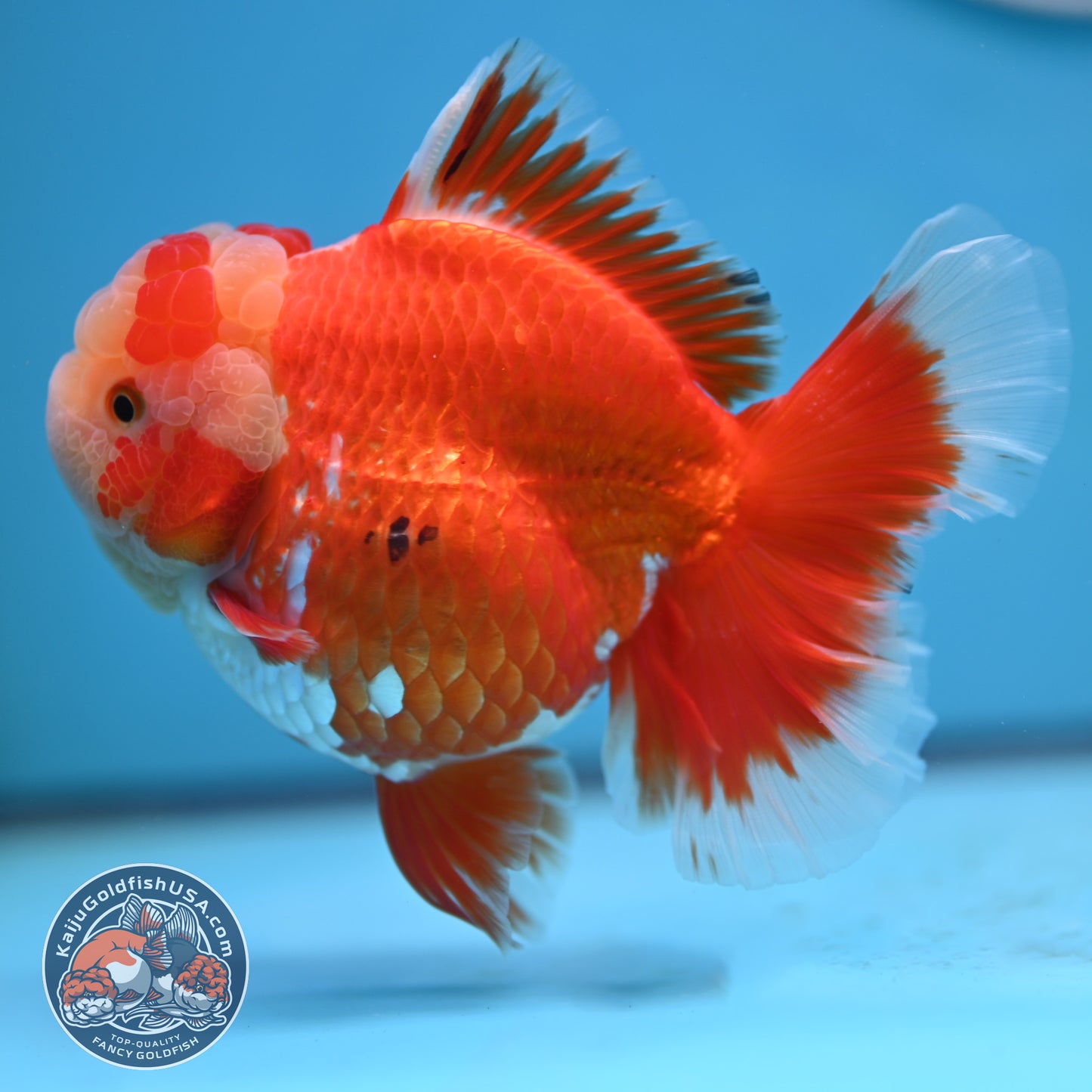 Jade Head Red White Rose Tail Oranda 4 inches Body (250502_OR18)