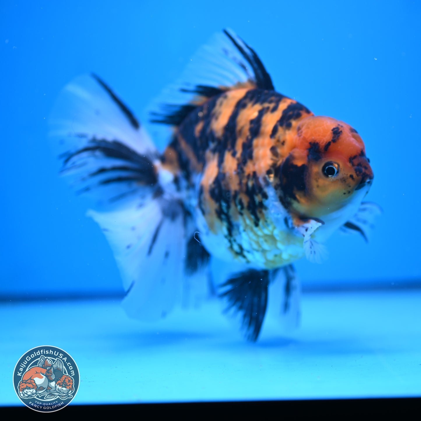 Super Jumbo Shogun Tricolor Tiger Rose Tail Oranda 7.5 inches - Female (241115_OR18) - Kaiju Goldfish USA