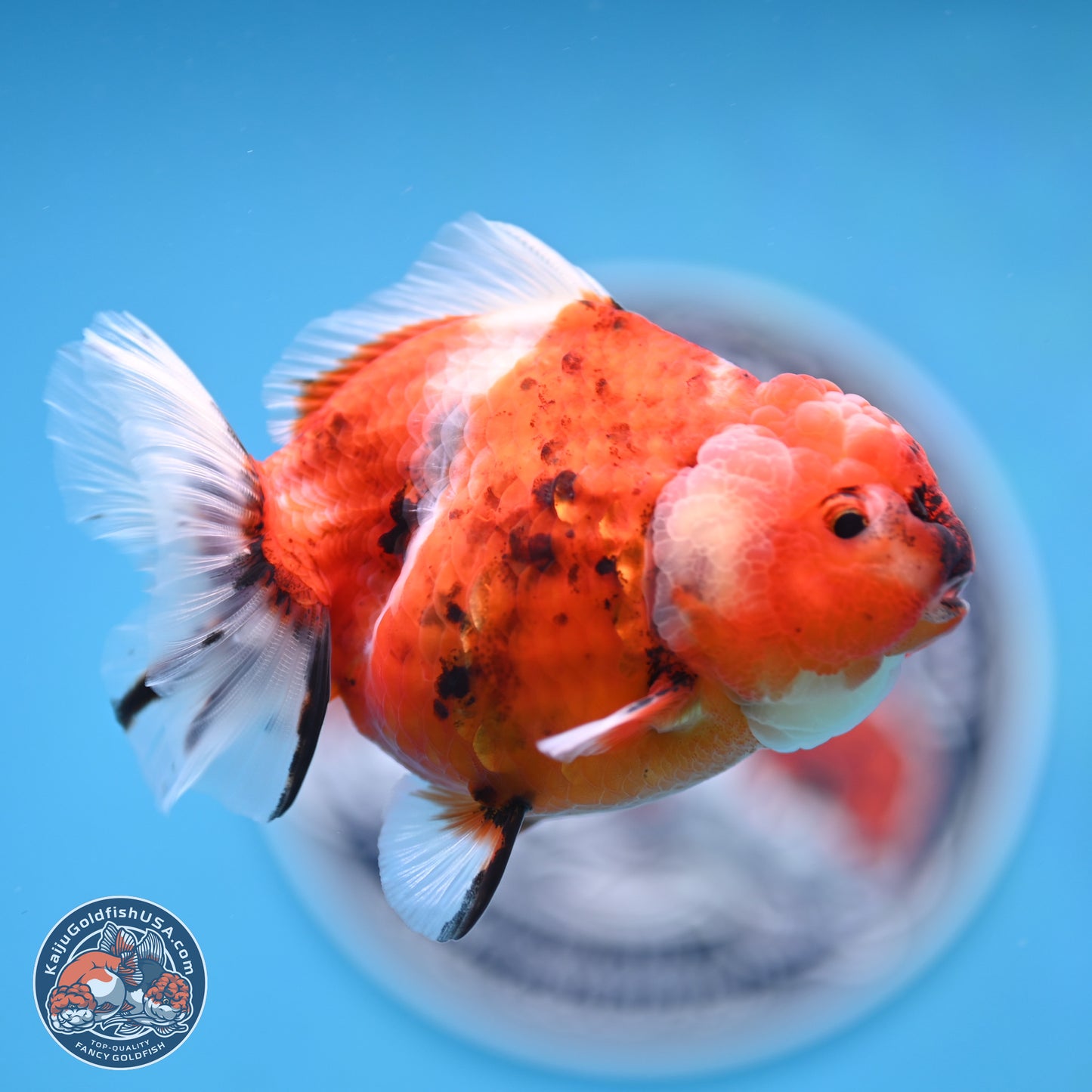 Shogun Tricolor Sakura Oranda 3.5 inches Body - Female(250131_OR18)