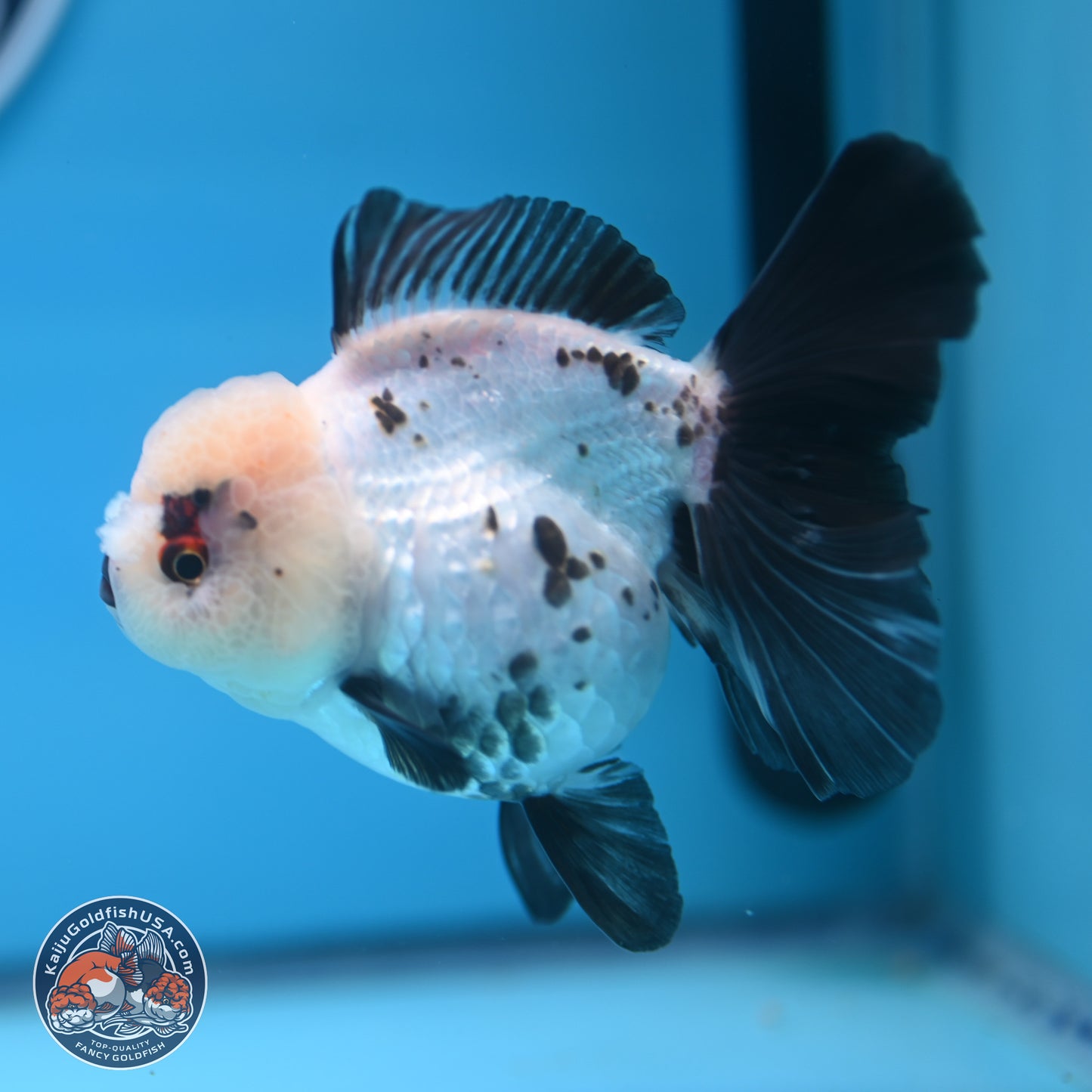 Panda Rose Tail Oranda 4.5 inches - Female (241122_OR18) - Kaiju Goldfish USA