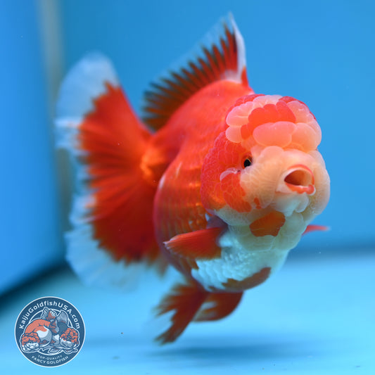Jade Head Red White Rose Tail Oranda 4 inches Body (250502_OR18)