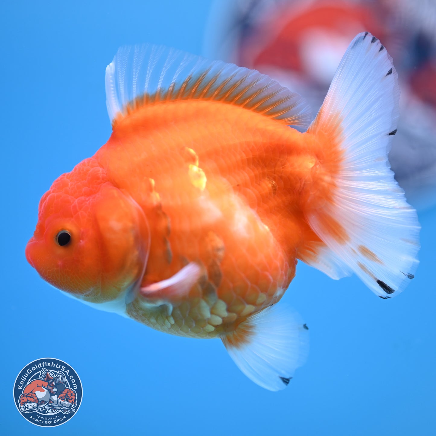 Shogun Sakura Oranda 3.75 inches Body - Female (250207_OR18)