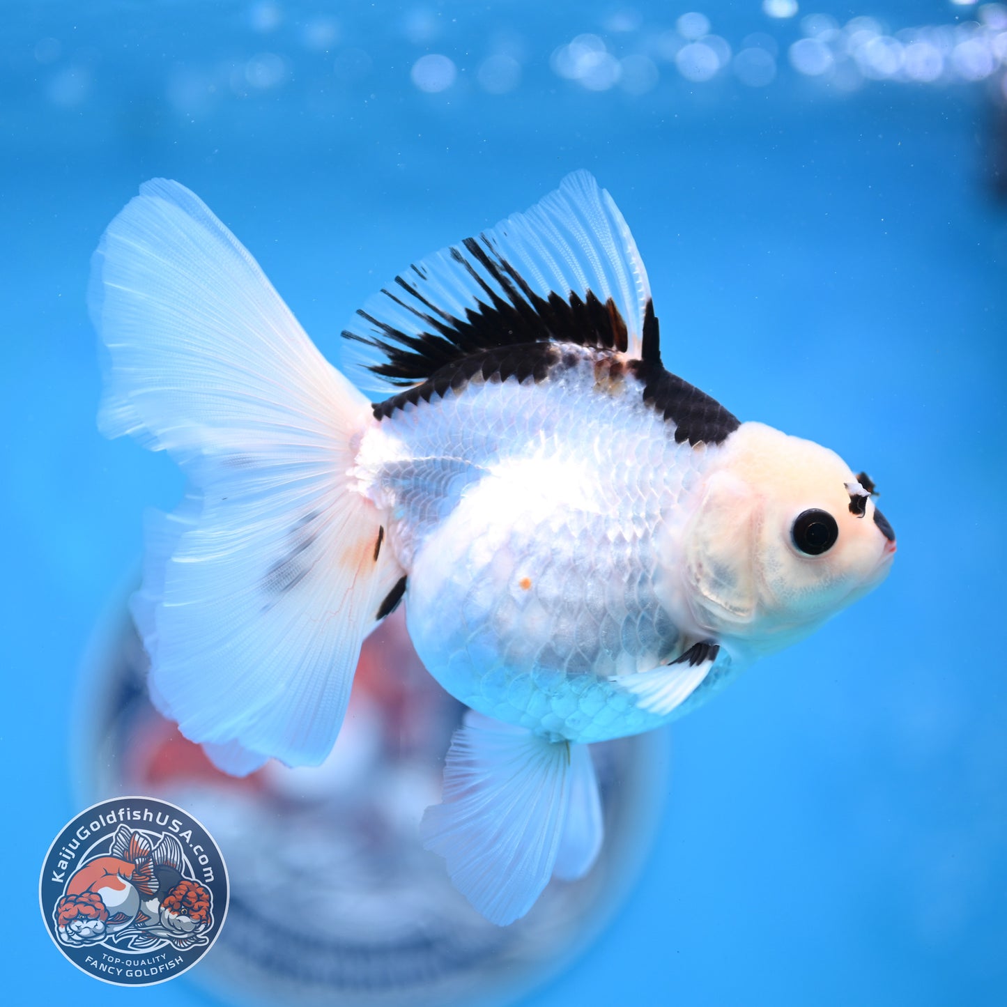 Panda Oranda 3.5 inches Body (250530_OR18)