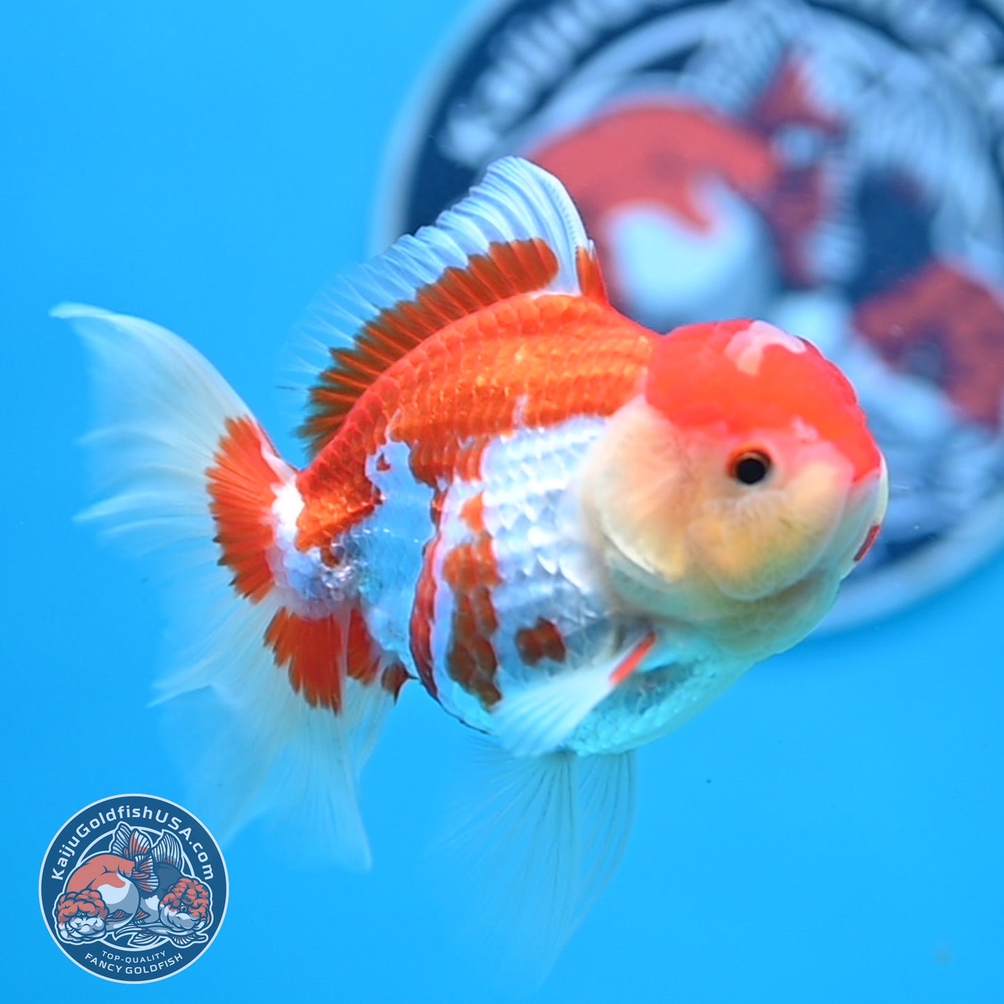 Jade Seal Red White Rose Tail Oranda 4 inches Body - Female (250418_OR18)