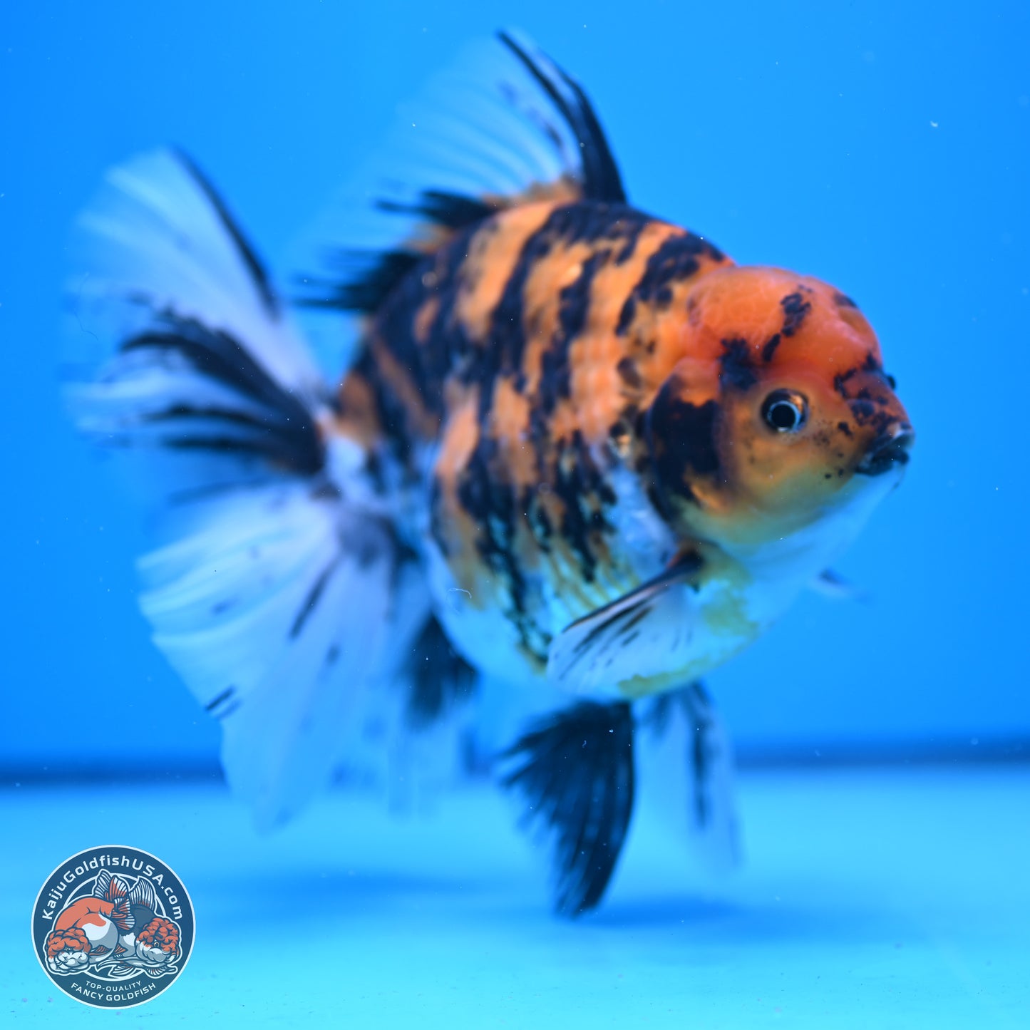 Super Jumbo Shogun Tricolor Tiger Rose Tail Oranda 7.5 inches - Female (241115_OR18) - Kaiju Goldfish USA