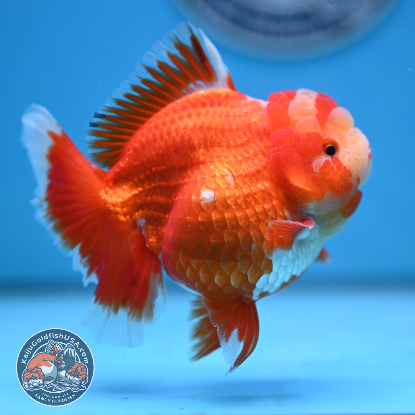 Jade Head Red White Rose Tail Oranda 4 inches Body (250502_OR18)