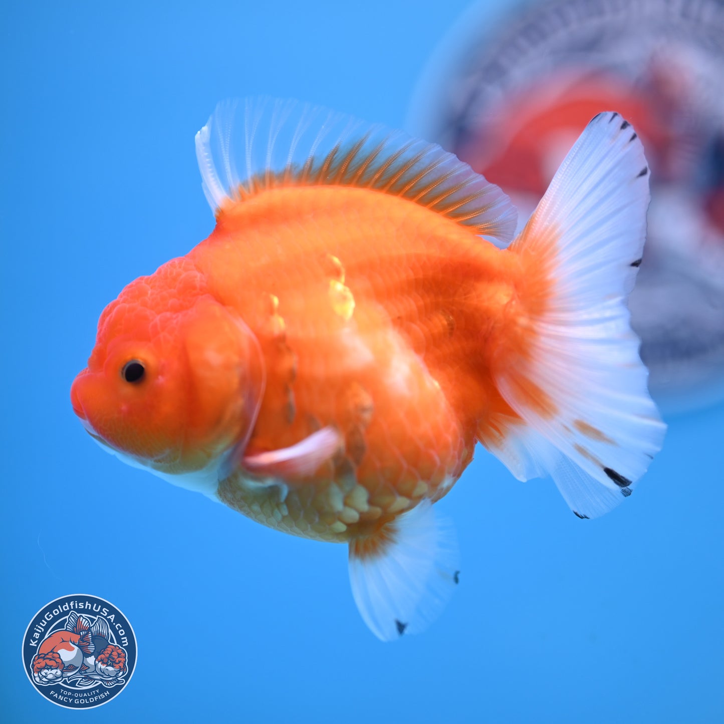 Shogun Sakura Oranda 3.75 inches Body - Female (250207_OR18)