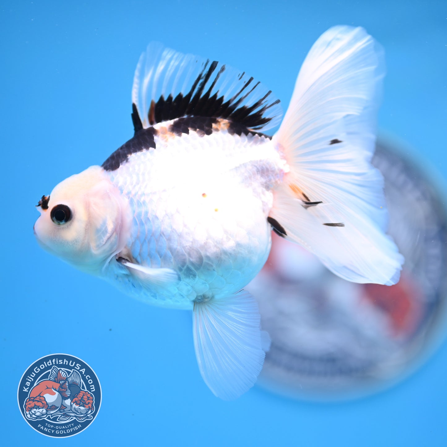 Panda Oranda 3.5 inches Body (250530_OR18)