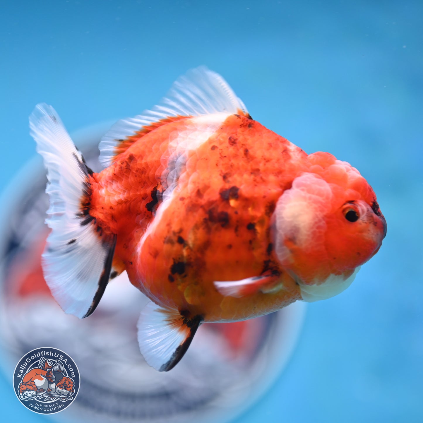 Shogun Tricolor Sakura Oranda 3.5 inches Body - Female(250131_OR18)