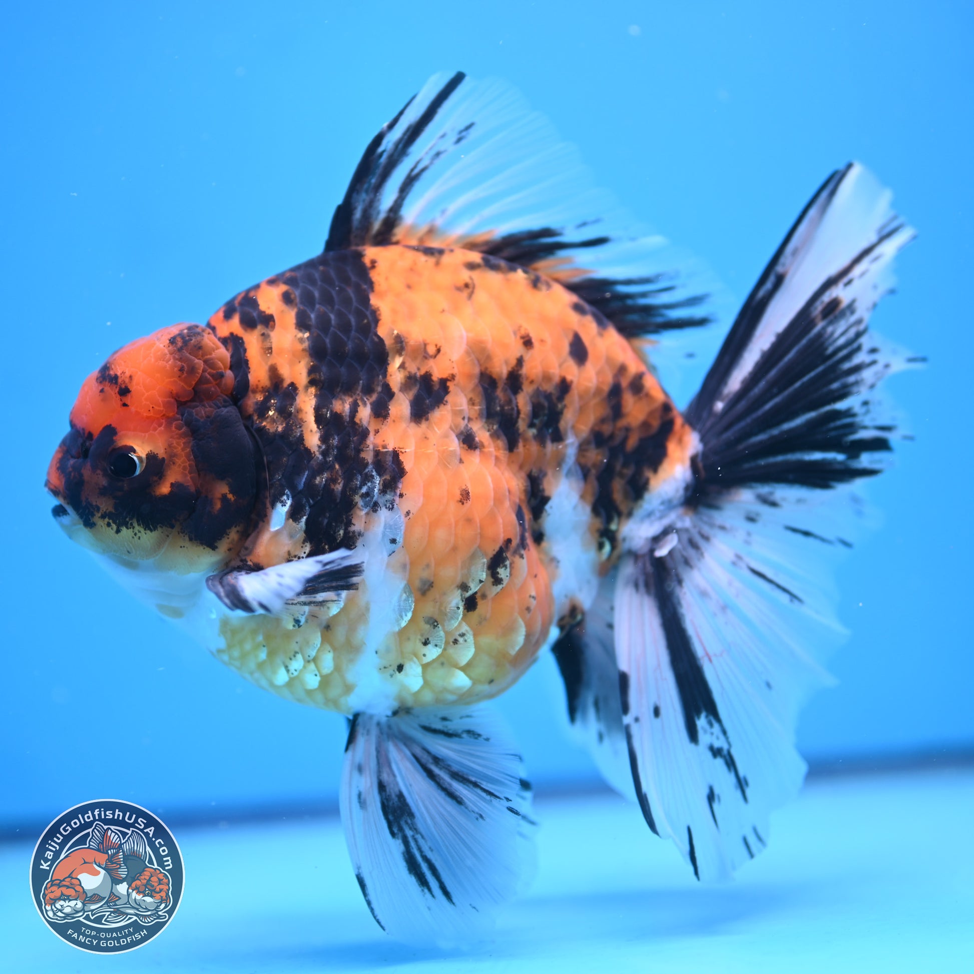 Super Jumbo Shogun Tricolor Tiger Rose Tail Oranda 7.5 inches - Female (241115_OR18) - Kaiju Goldfish USA