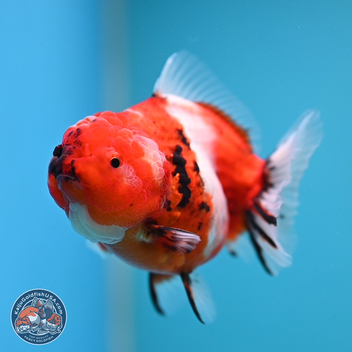 Shogun Tricolor Sakura Oranda 3.5 inches Body - Female(250131_OR18)