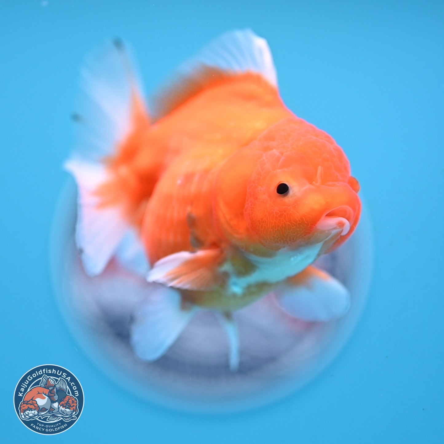 Shogun Sakura Oranda 3.75 inches Body - Female (250207_OR18)