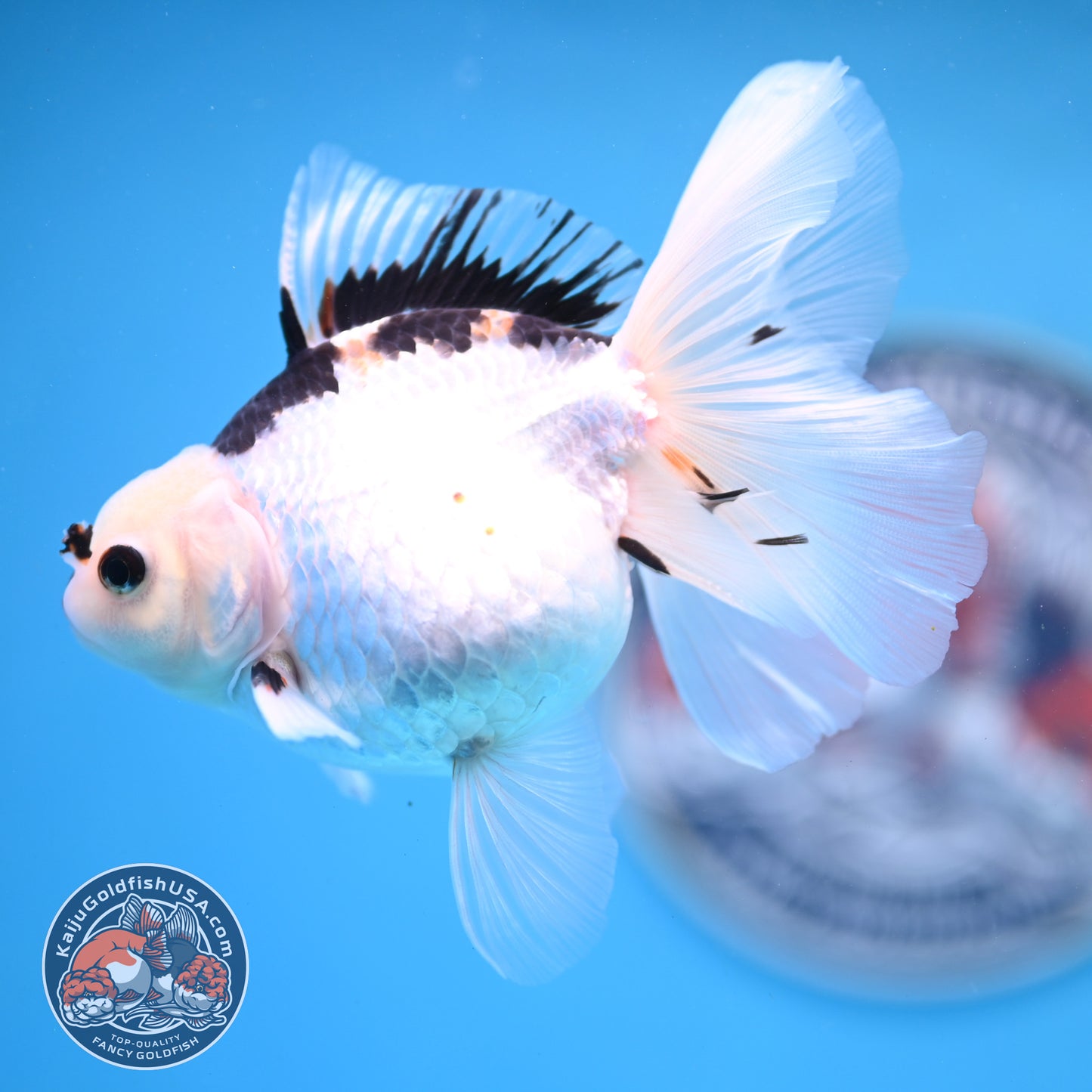 Panda Oranda 3.5 inches Body (250530_OR18)