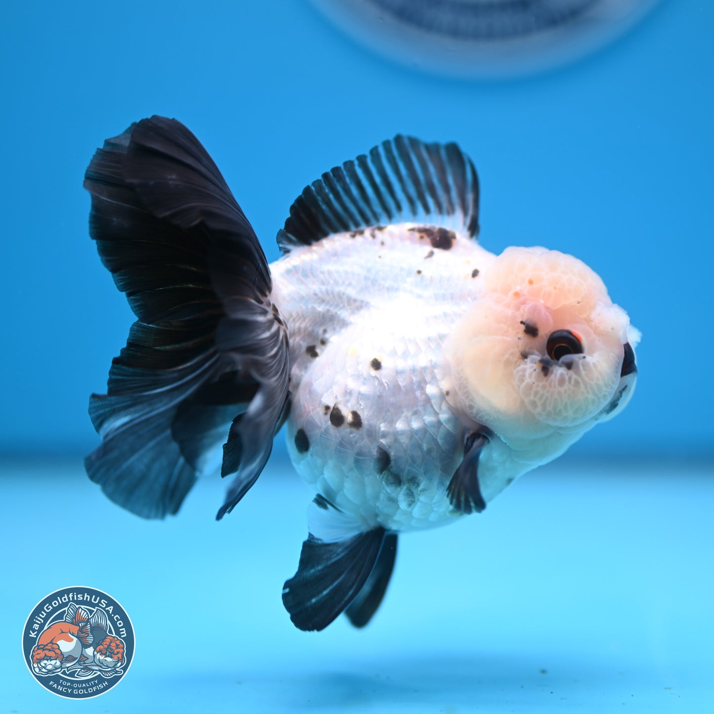 Panda Rose Tail Oranda 4.5 inches - Female (241122_OR18) - Kaiju Goldfish USA