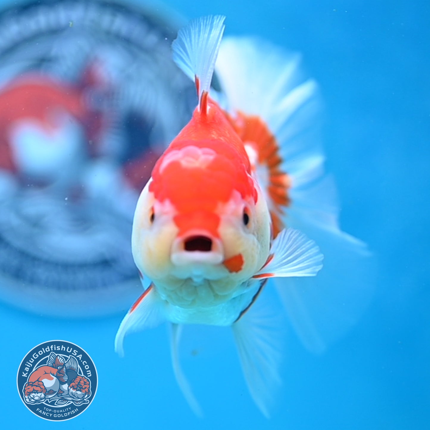 Jade Seal Red White Rose Tail Oranda 4 inches Body - Female (250418_OR18)