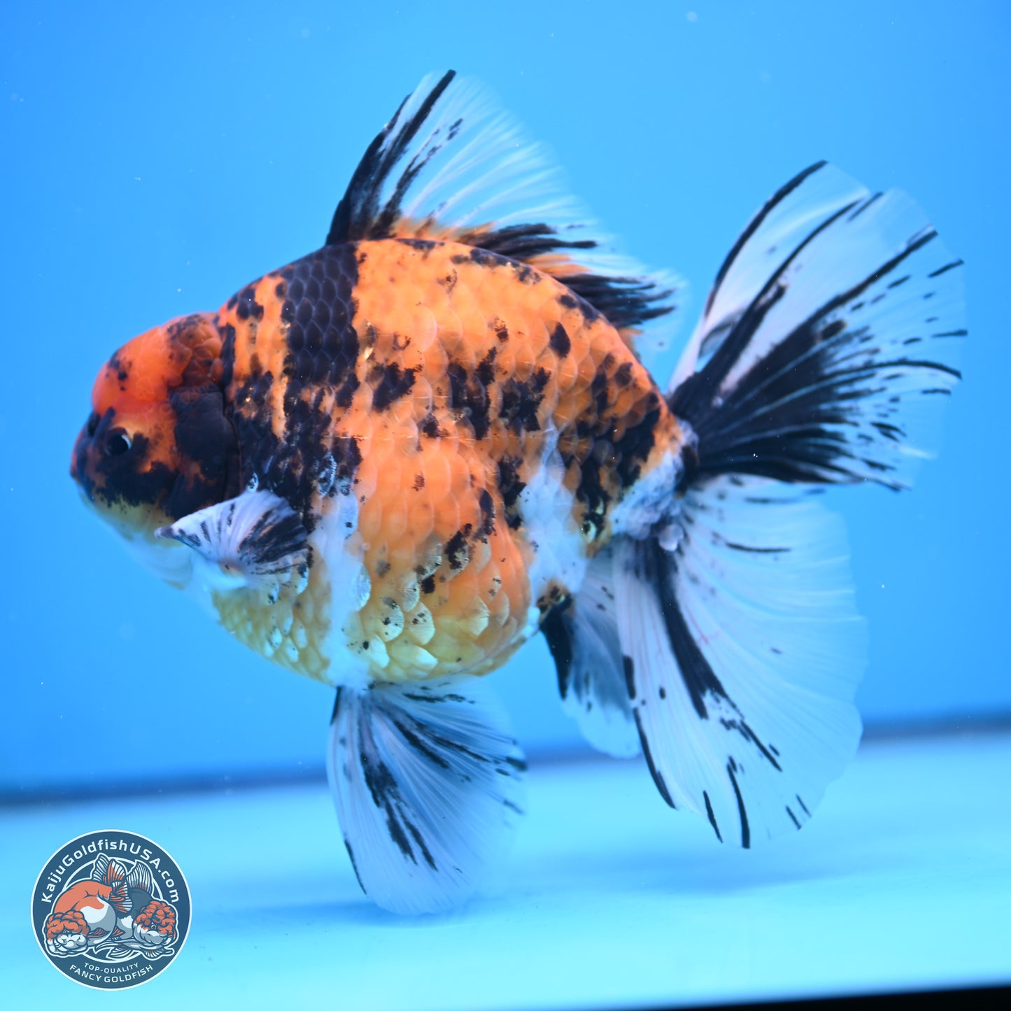 Super Jumbo Shogun Tricolor Tiger Rose Tail Oranda 7.5 inches - Female (241115_OR18) - Kaiju Goldfish USA