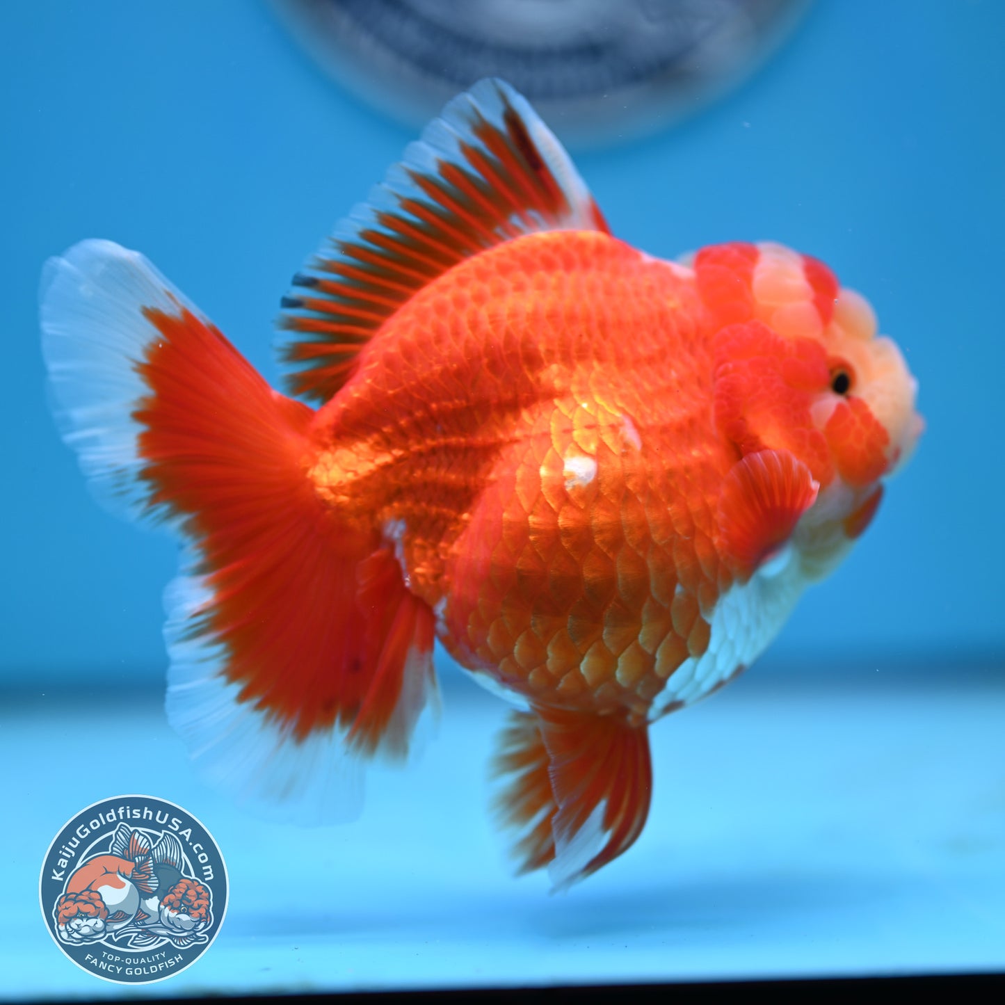Jade Head Red White Rose Tail Oranda 4 inches Body (250502_OR18)