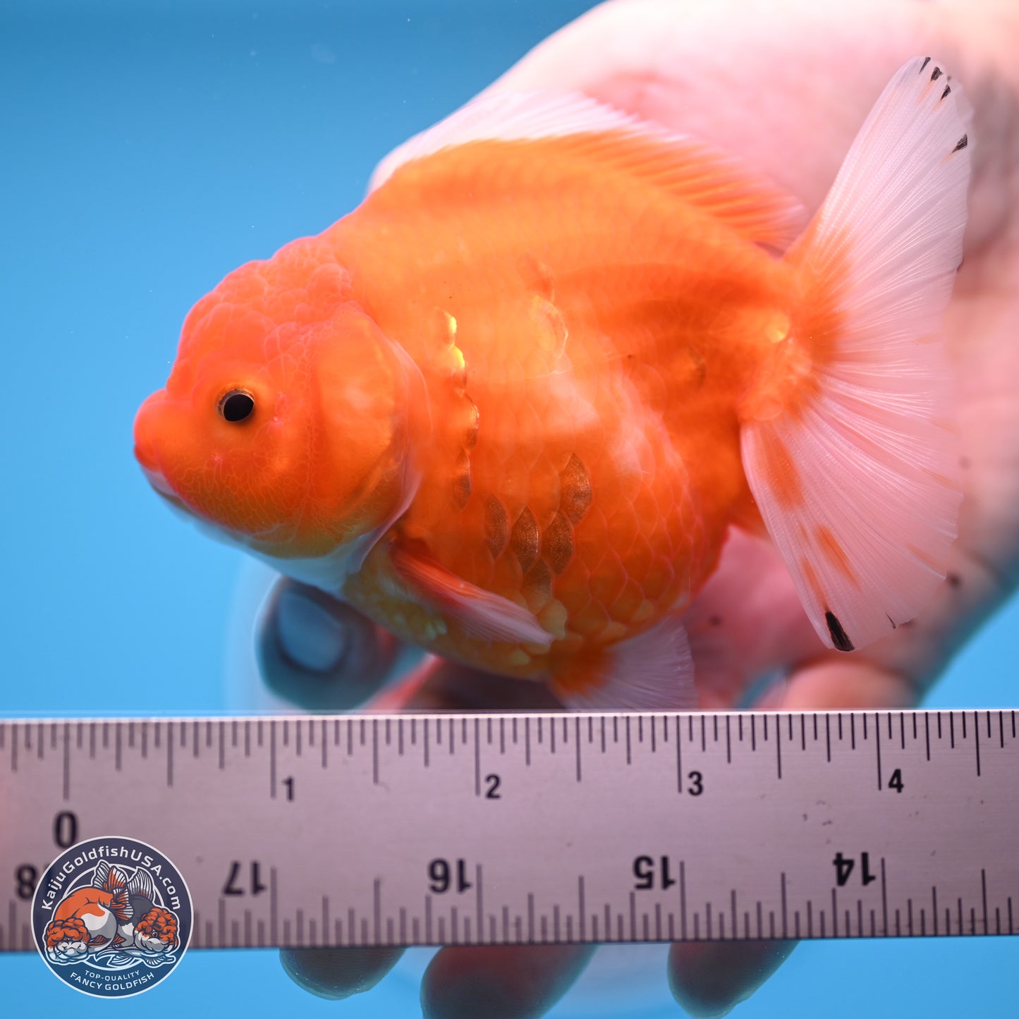 Shogun Sakura Oranda 3.75 inches Body - Female (250207_OR18)