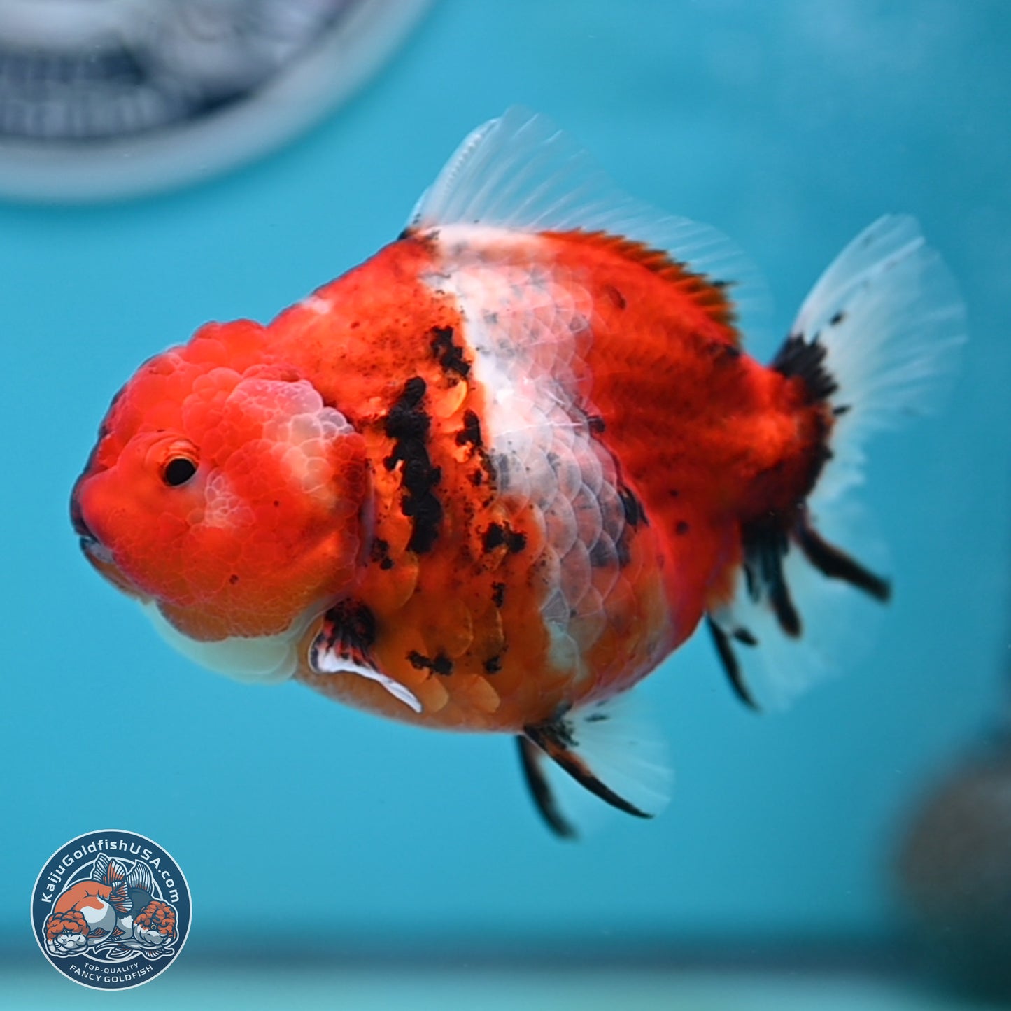 Shogun Tricolor Sakura Oranda 3.5 inches Body - Female(250131_OR18)