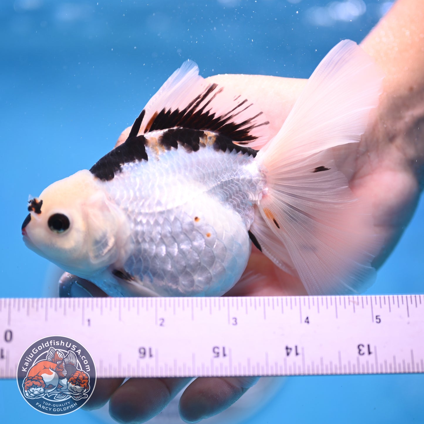 Panda Oranda 3.5 inches Body (250530_OR18)