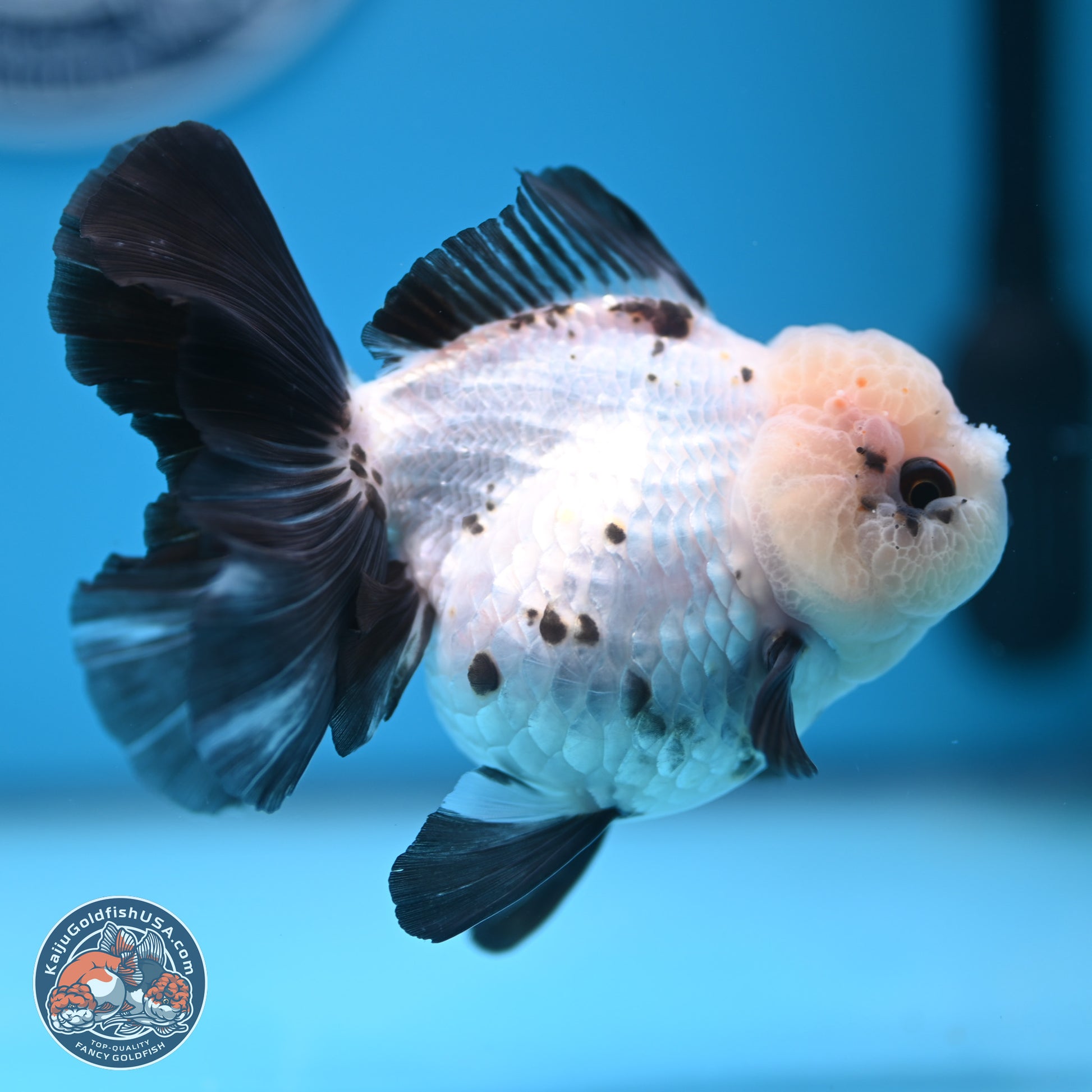 Panda Rose Tail Oranda 4.5 inches - Female (241122_OR18) - Kaiju Goldfish USA