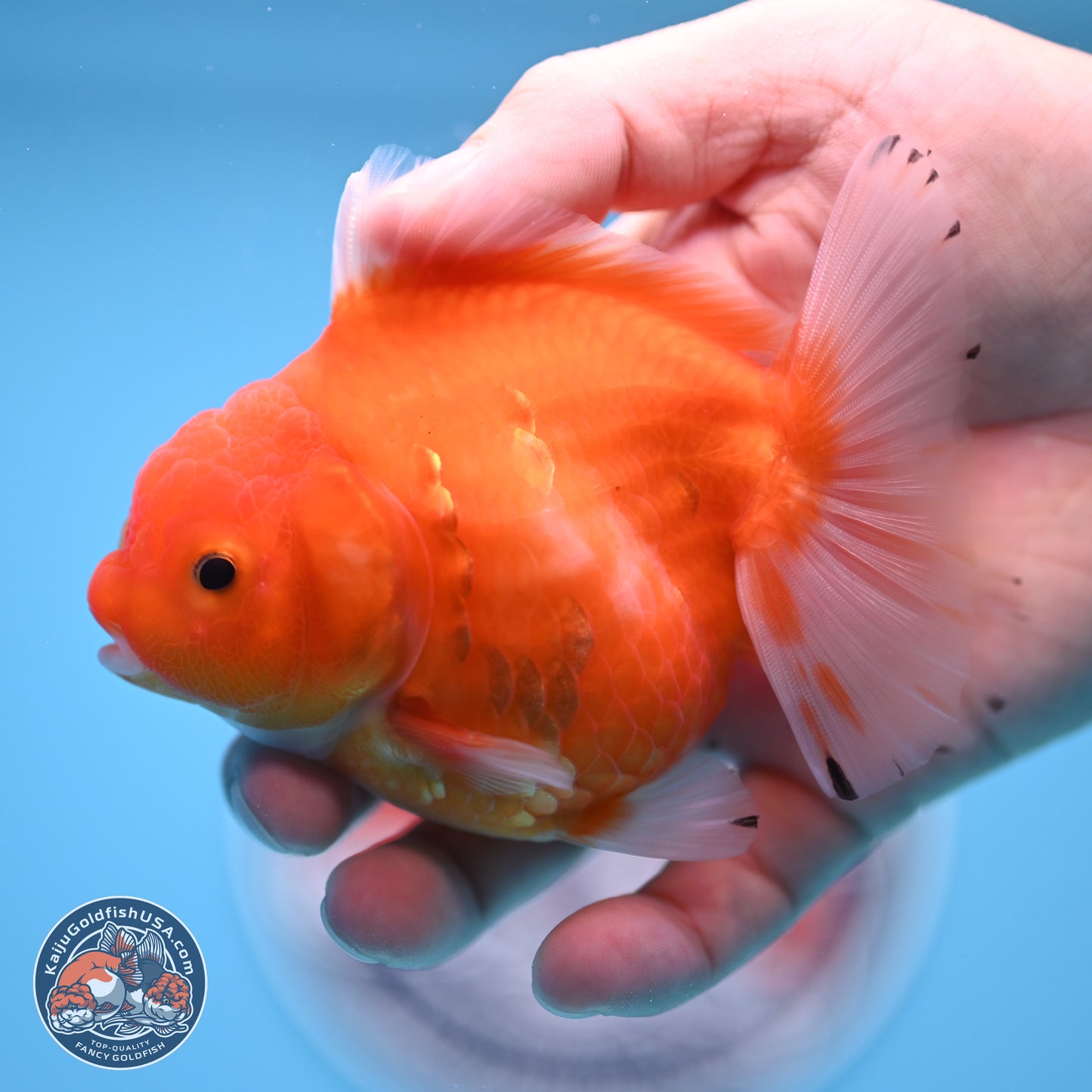 Shogun Sakura Oranda 3.75 inches Body - Female (250207_OR18)