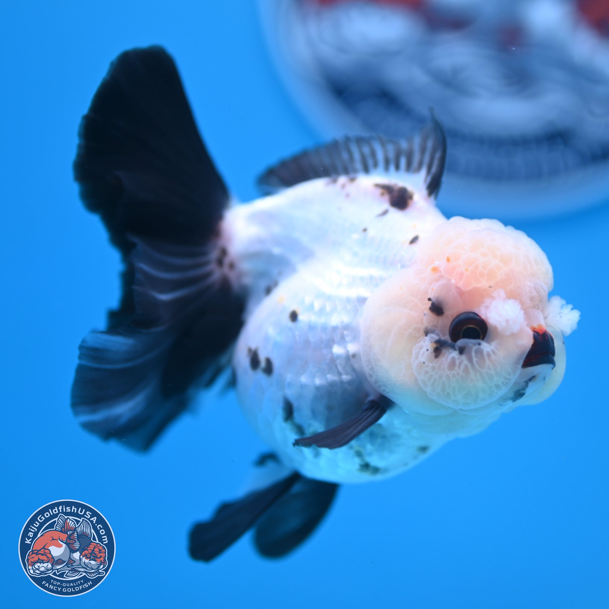 Panda Rose Tail Oranda 4.5 inches - Female (241122_OR18) - Kaiju Goldfish USA