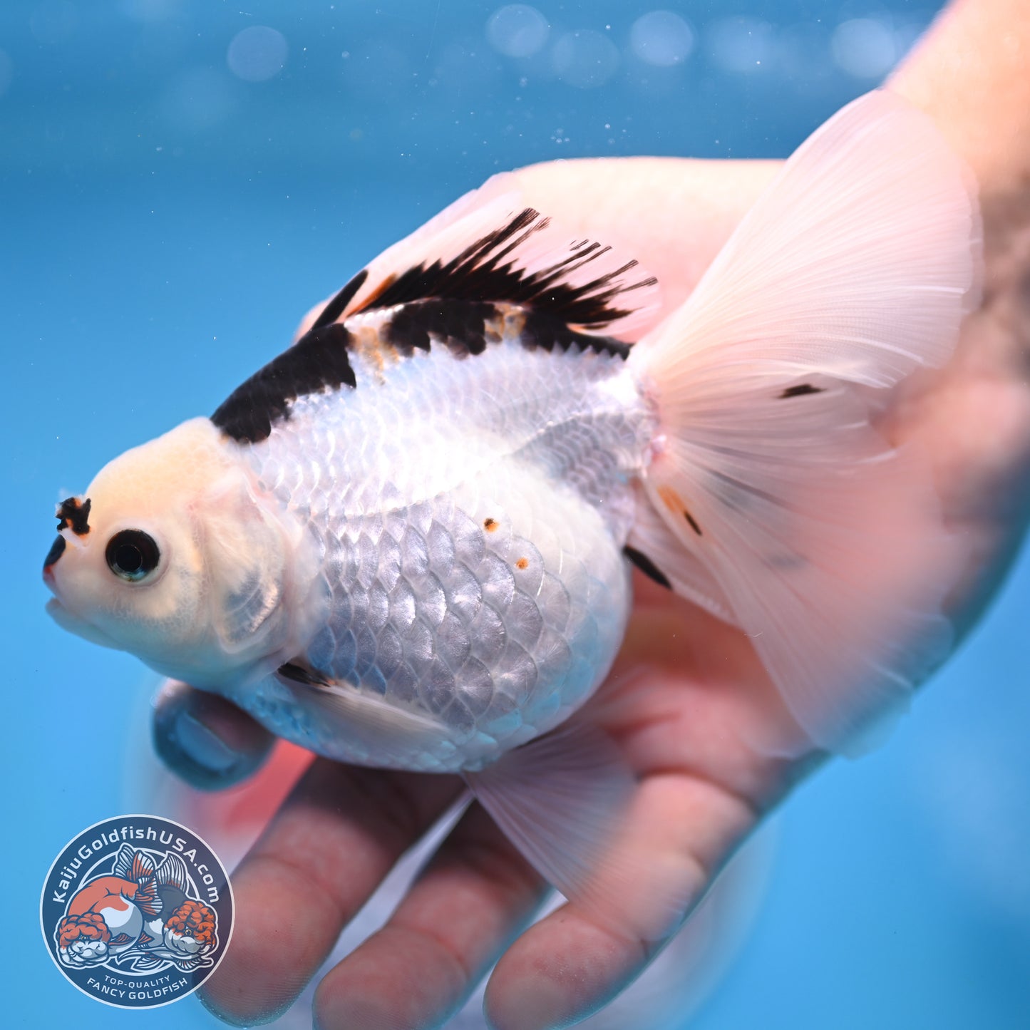 Panda Oranda 3.5 inches Body (250530_OR18)