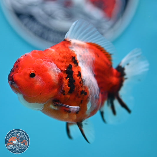 Shogun Tricolor Sakura Oranda 3.5 inches Body - Female(250131_OR18)