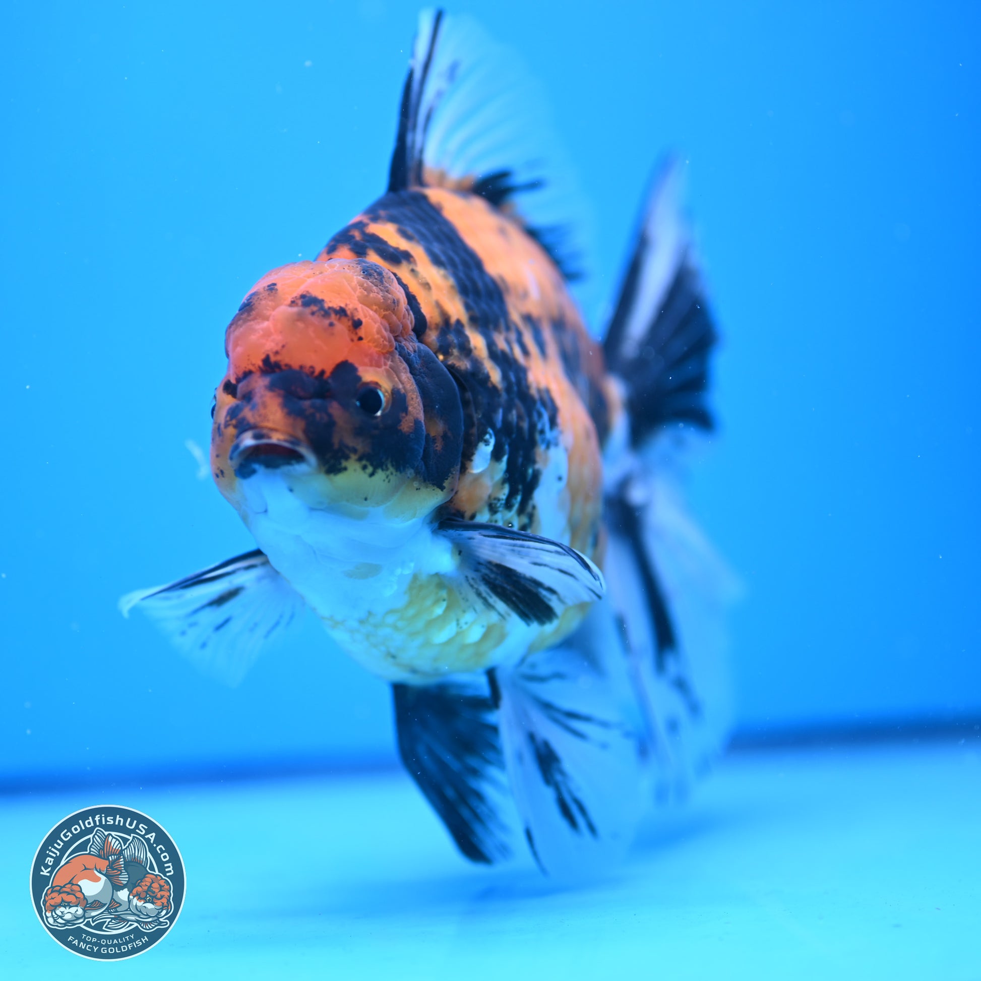 Super Jumbo Shogun Tricolor Tiger Rose Tail Oranda 7.5 inches - Female (241115_OR18) - Kaiju Goldfish USA