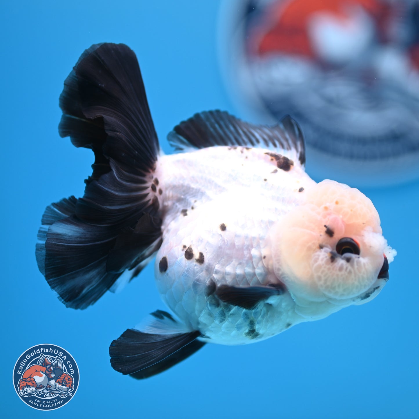 Panda Rose Tail Oranda 4.5 inches - Female (241122_OR18) - Kaiju Goldfish USA