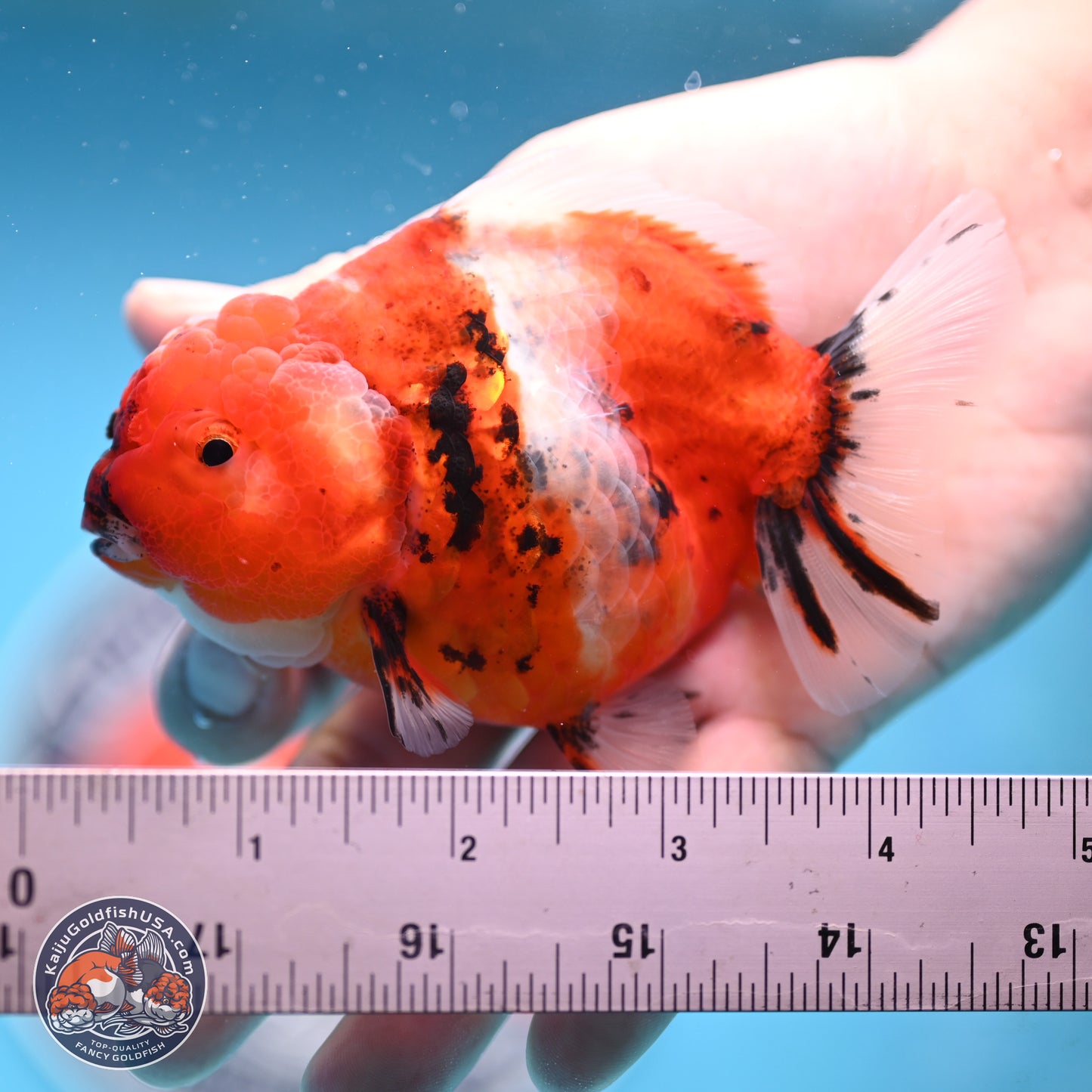 Shogun Tricolor Sakura Oranda 3.5 inches Body - Female(250131_OR18)