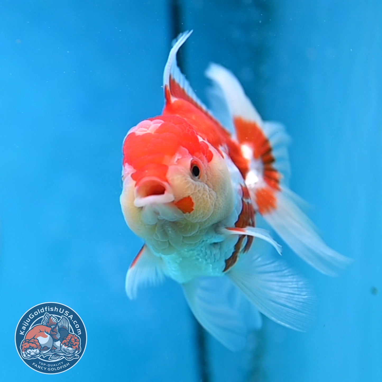 Jade Seal Red White Rose Tail Oranda 4 inches Body - Female (250418_OR18)