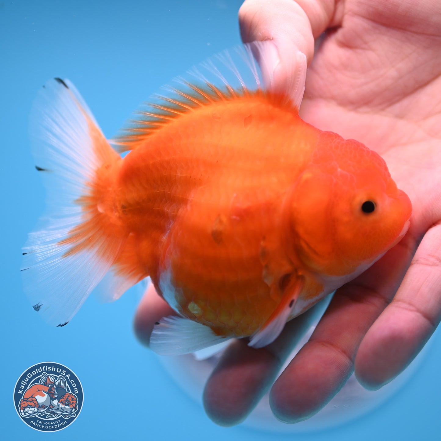 Shogun Sakura Oranda 3.75 inches Body - Female (250207_OR18)