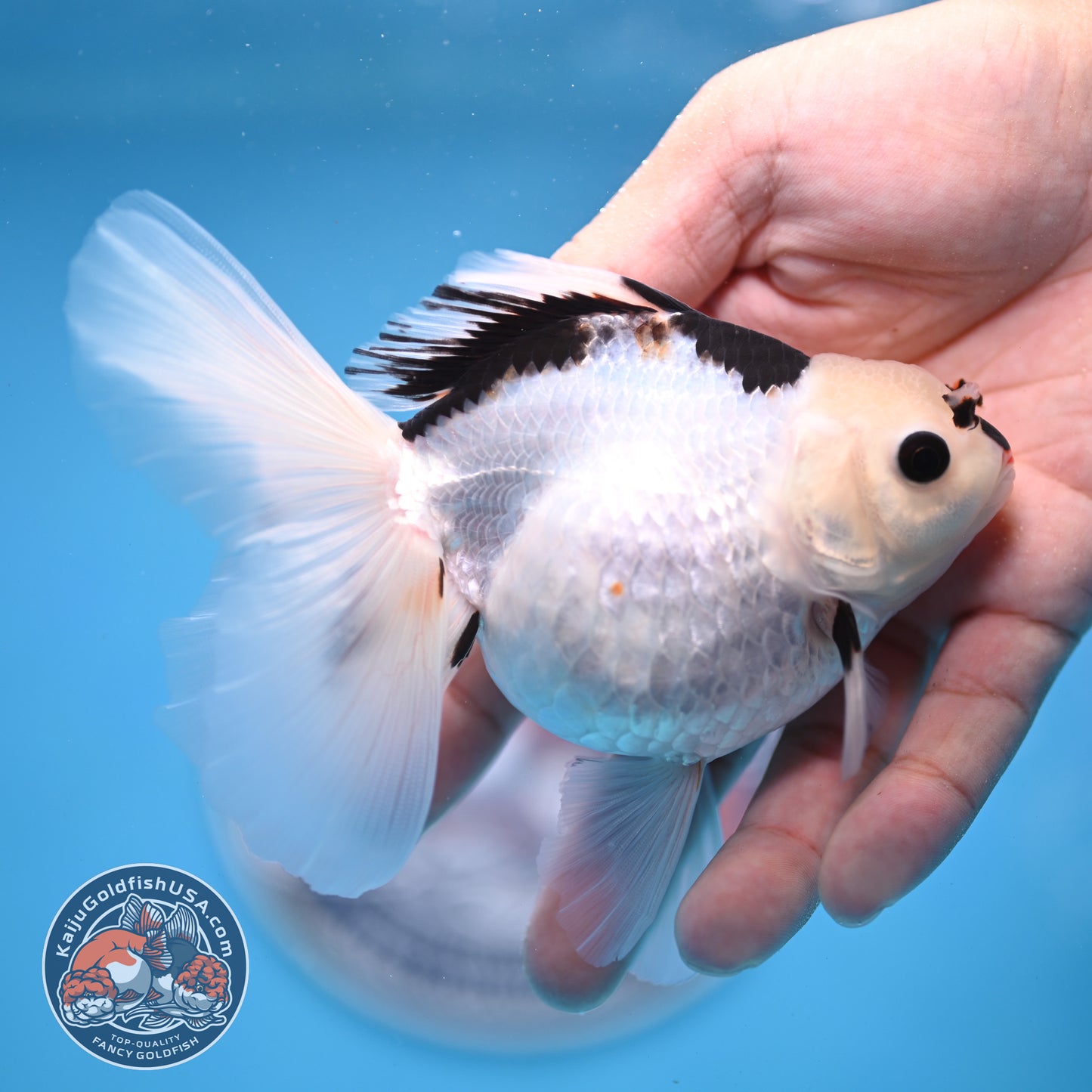 Panda Oranda 3.5 inches Body (250530_OR18)