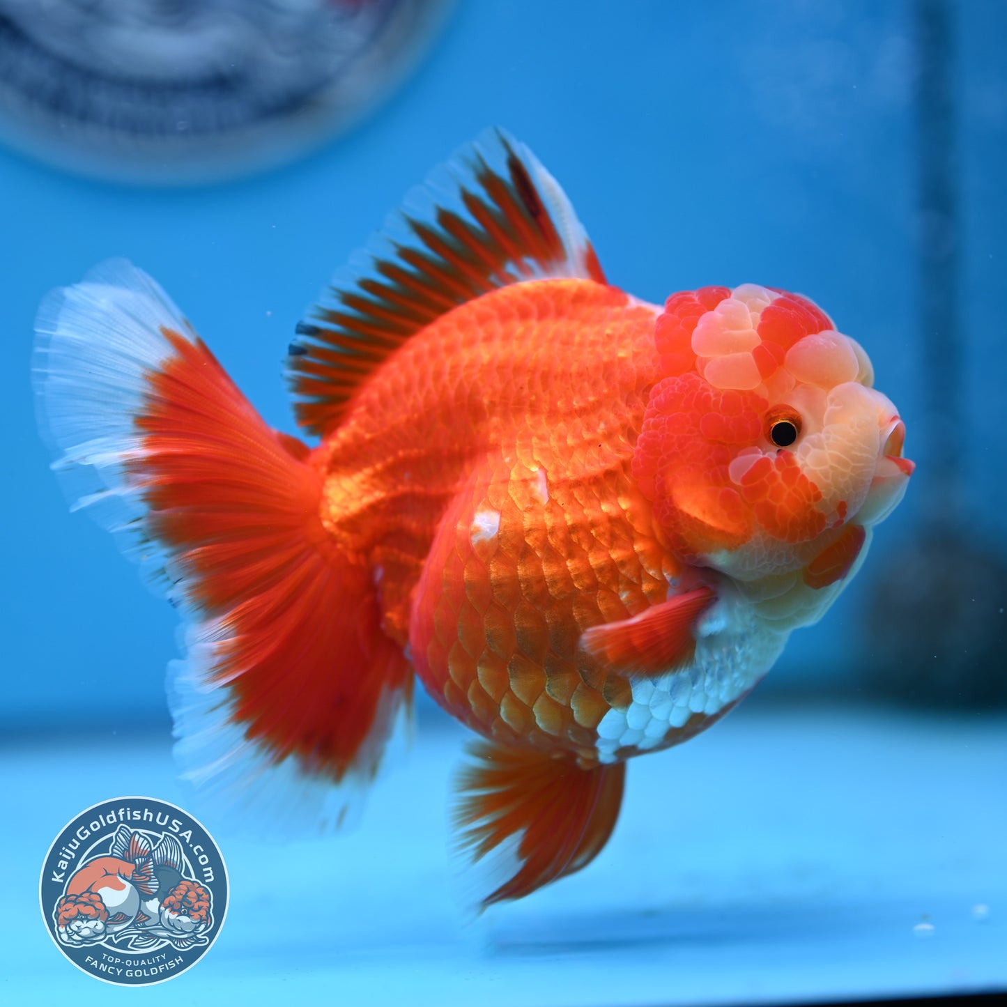 Jade Head Red White Rose Tail Oranda 4 inches Body (250502_OR18)