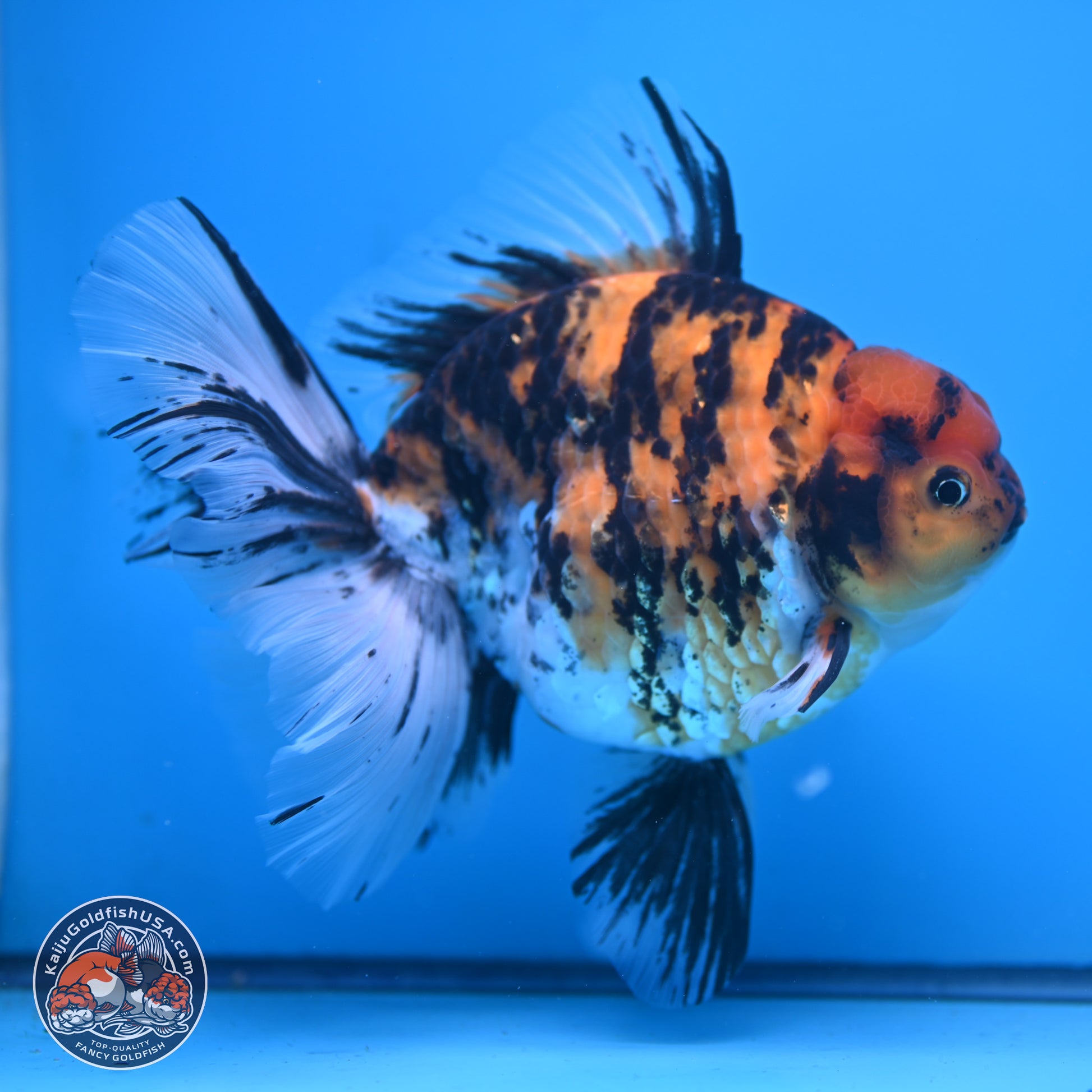 Super Jumbo Shogun Tricolor Tiger Rose Tail Oranda 7.5 inches - Female (241115_OR18) - Kaiju Goldfish USA