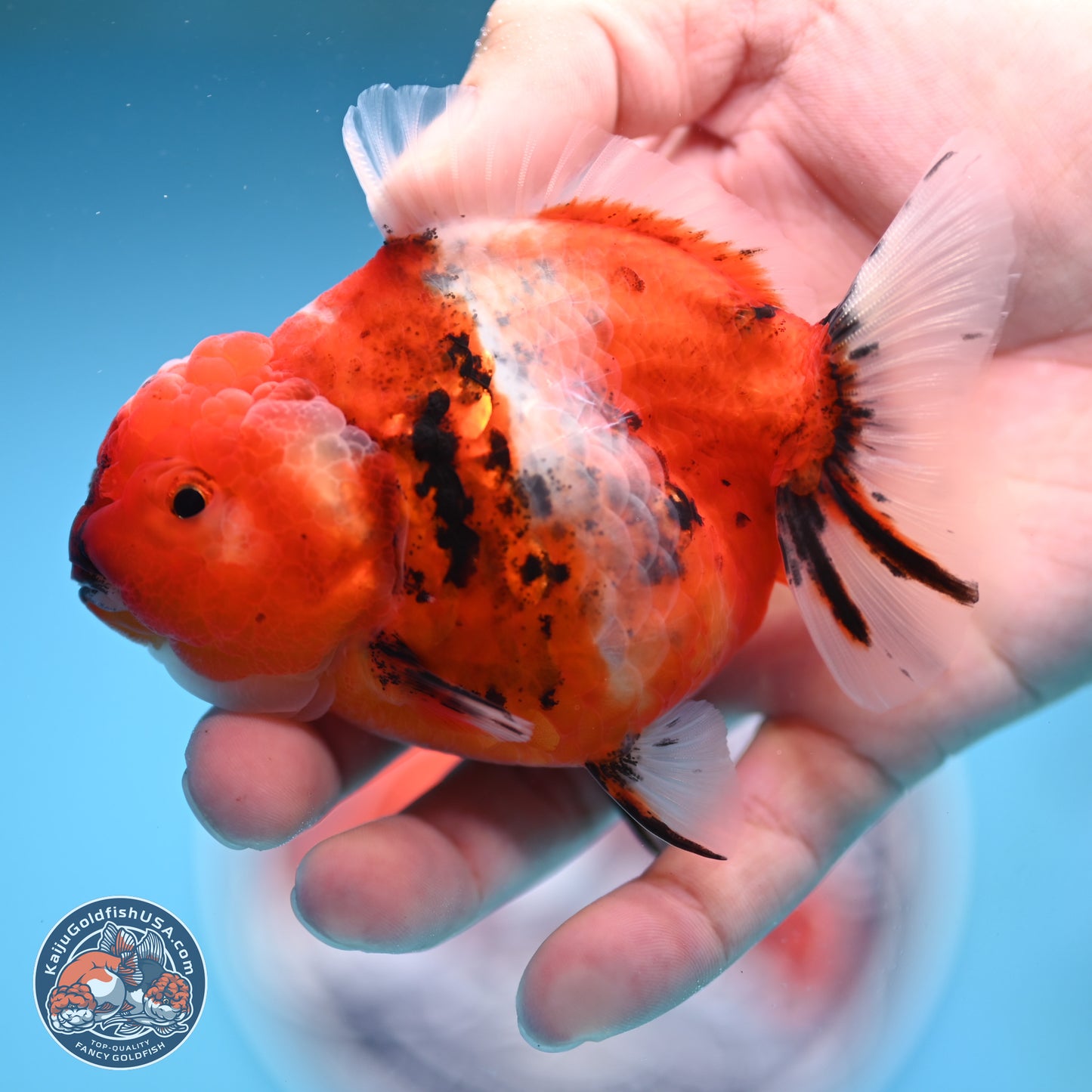 Shogun Tricolor Sakura Oranda 3.5 inches Body - Female(250131_OR18)