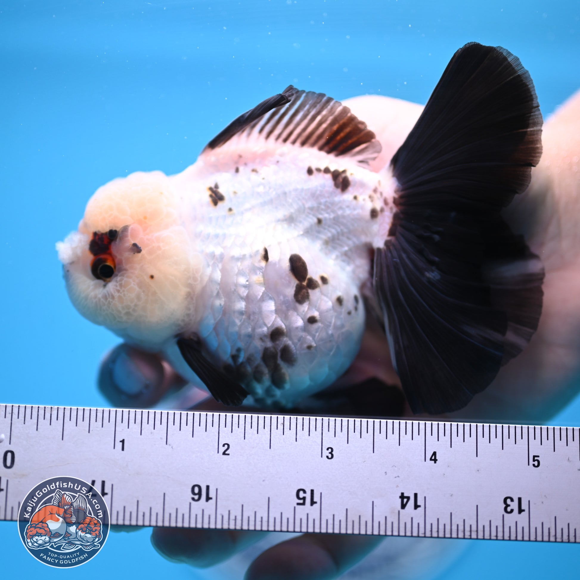 Panda Rose Tail Oranda 4.5 inches - Female (241122_OR18) - Kaiju Goldfish USA