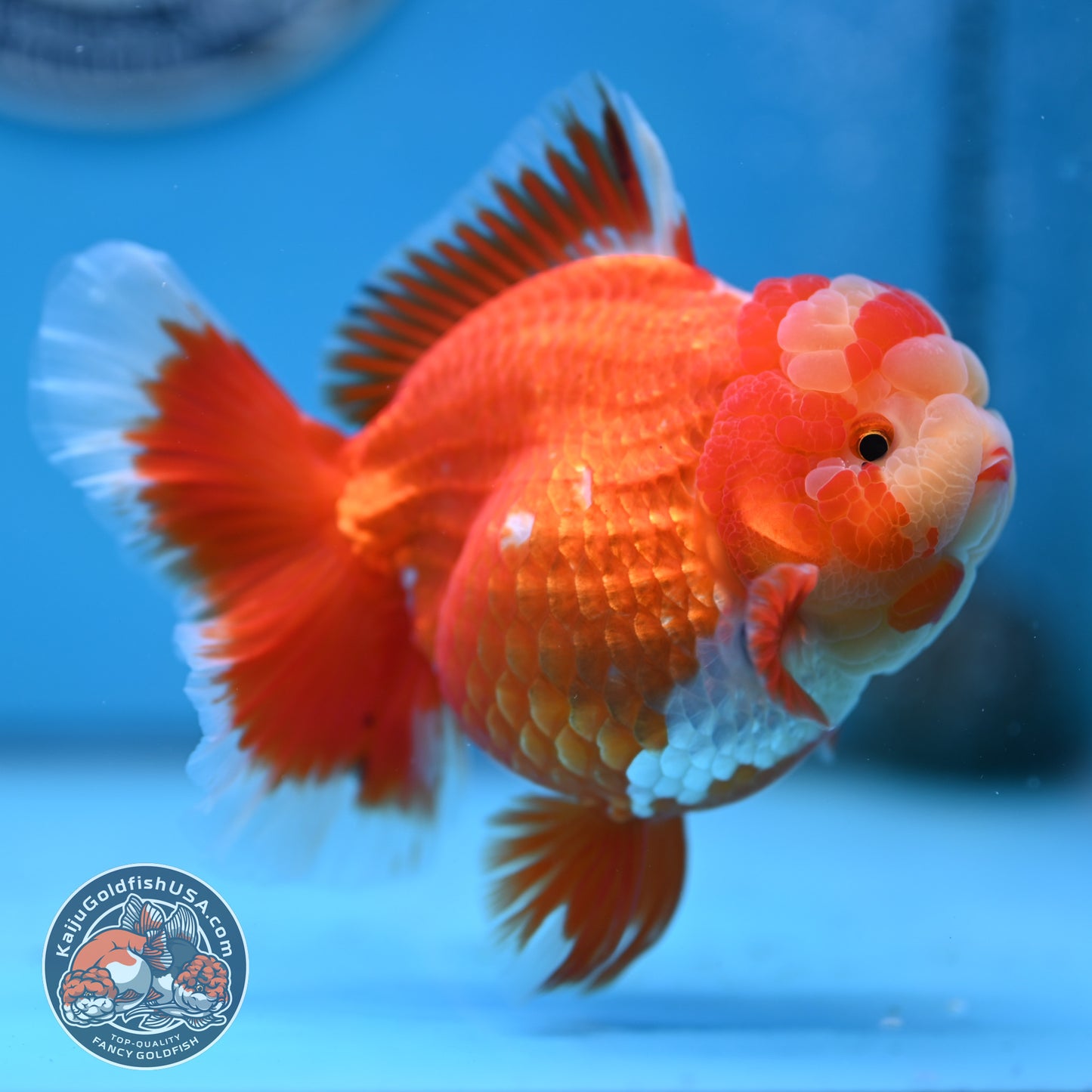 Jade Head Red White Rose Tail Oranda 4 inches Body (250502_OR18)
