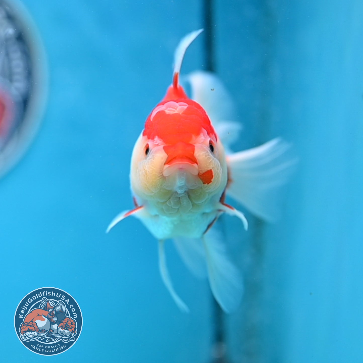 Jade Seal Red White Rose Tail Oranda 4 inches Body - Female (250418_OR18)