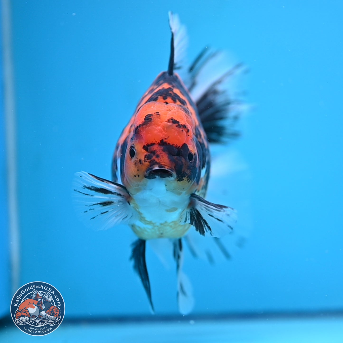 Super Jumbo Shogun Tricolor Tiger Rose Tail Oranda 7.5 inches - Female (241115_OR18) - Kaiju Goldfish USA