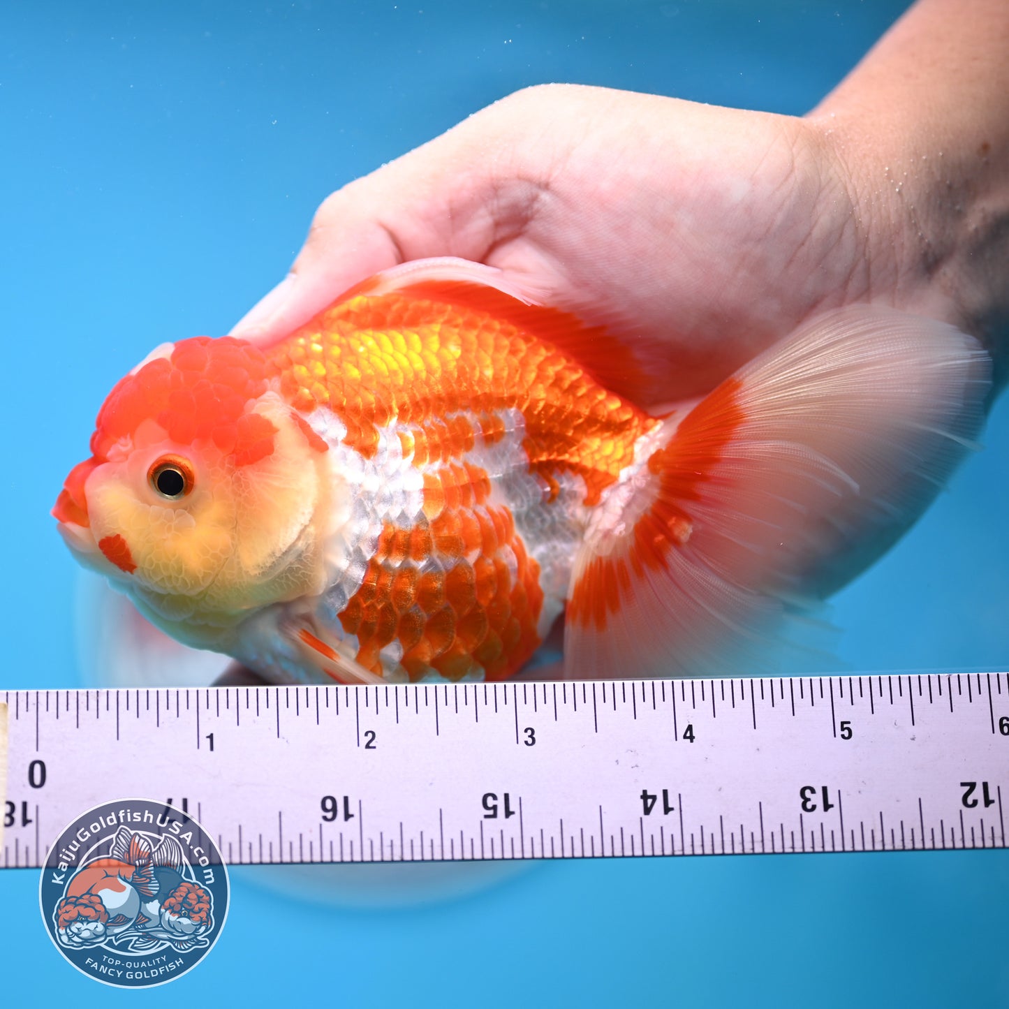Jade Seal Red White Rose Tail Oranda 4 inches Body - Female (250418_OR18)